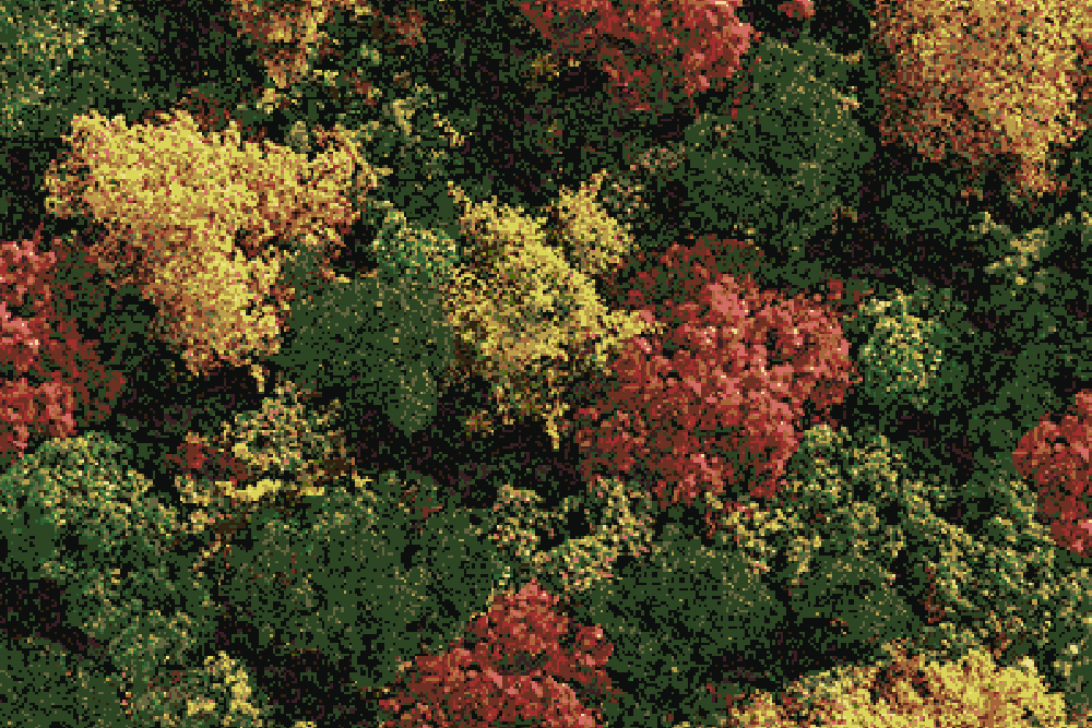 Bosque.png