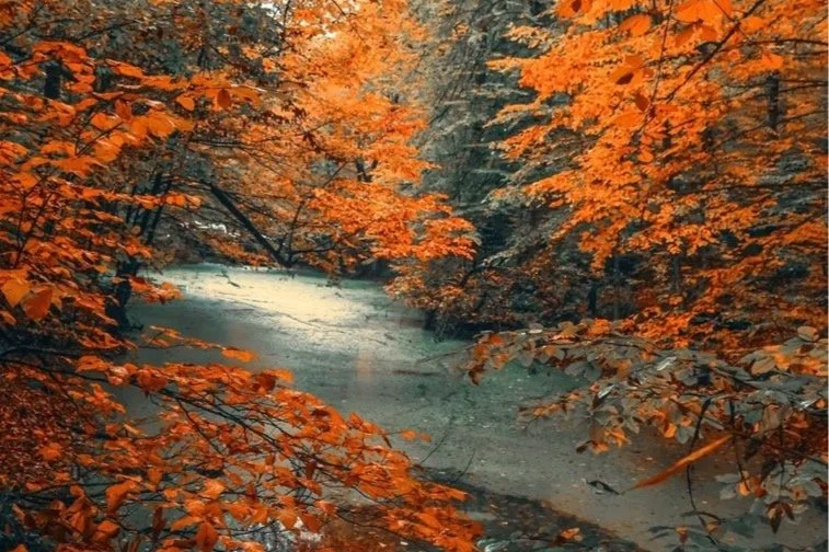 Shades of Autumn
