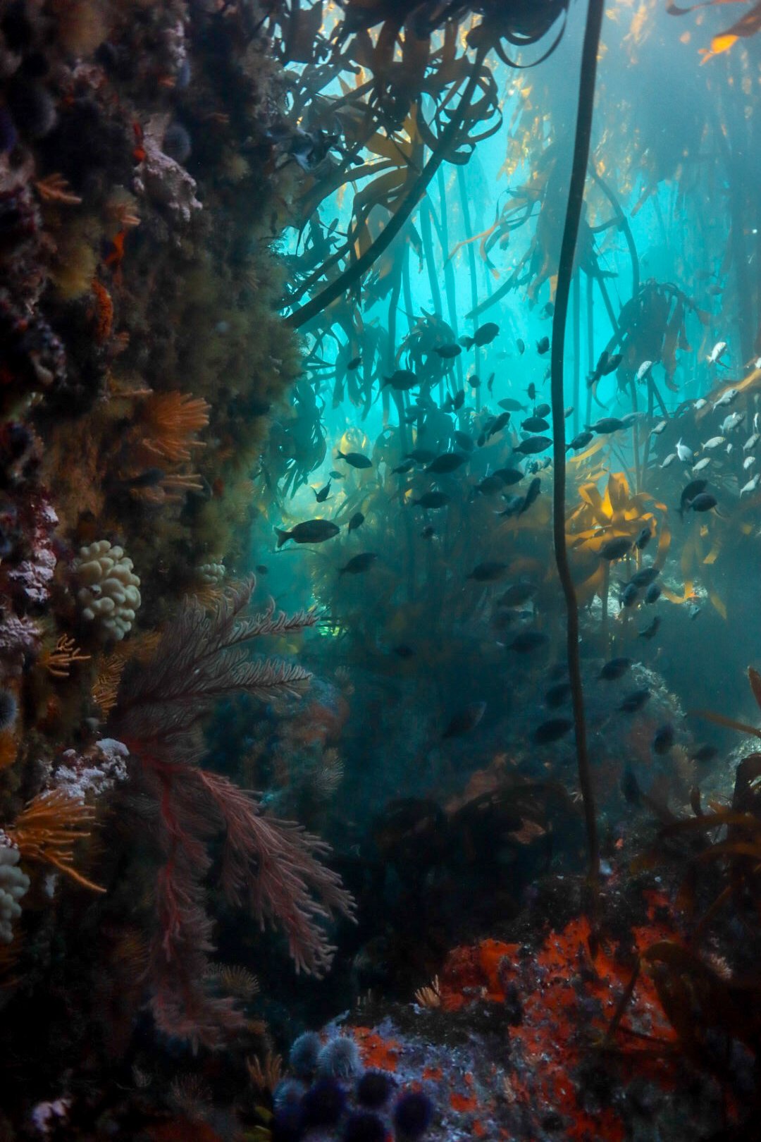 Kelp Forest 2