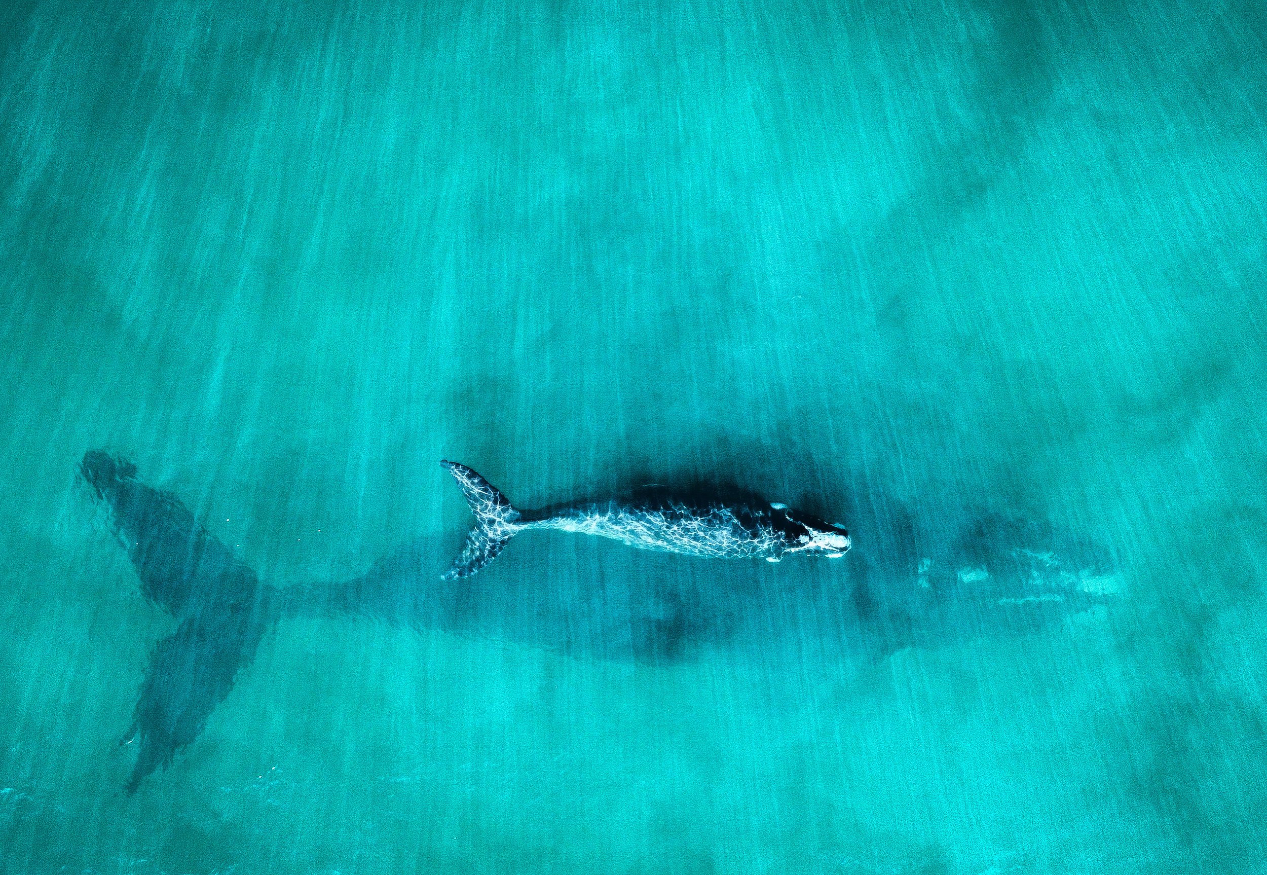 Marine Mammals 4