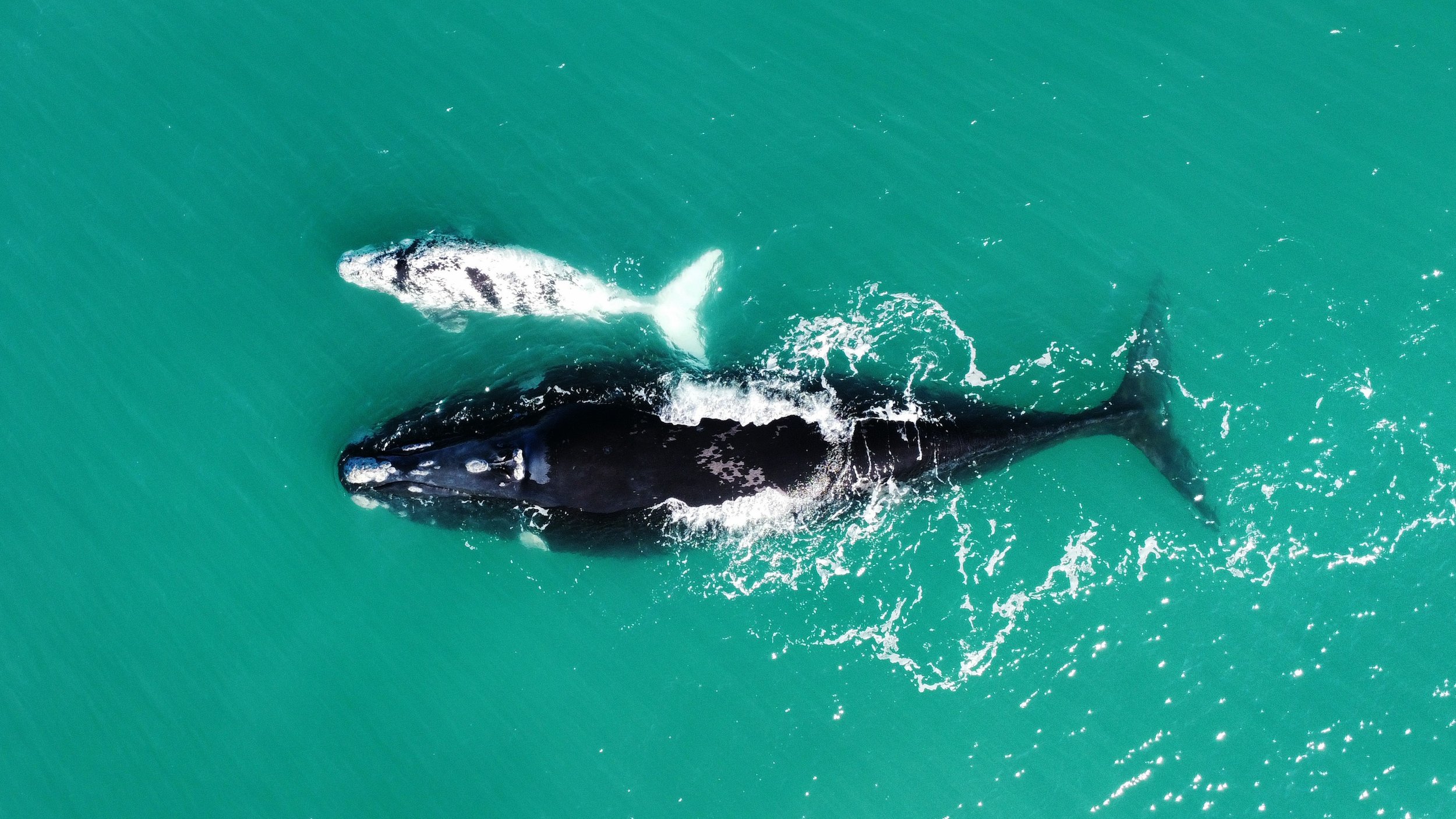 Marine Mammals 3