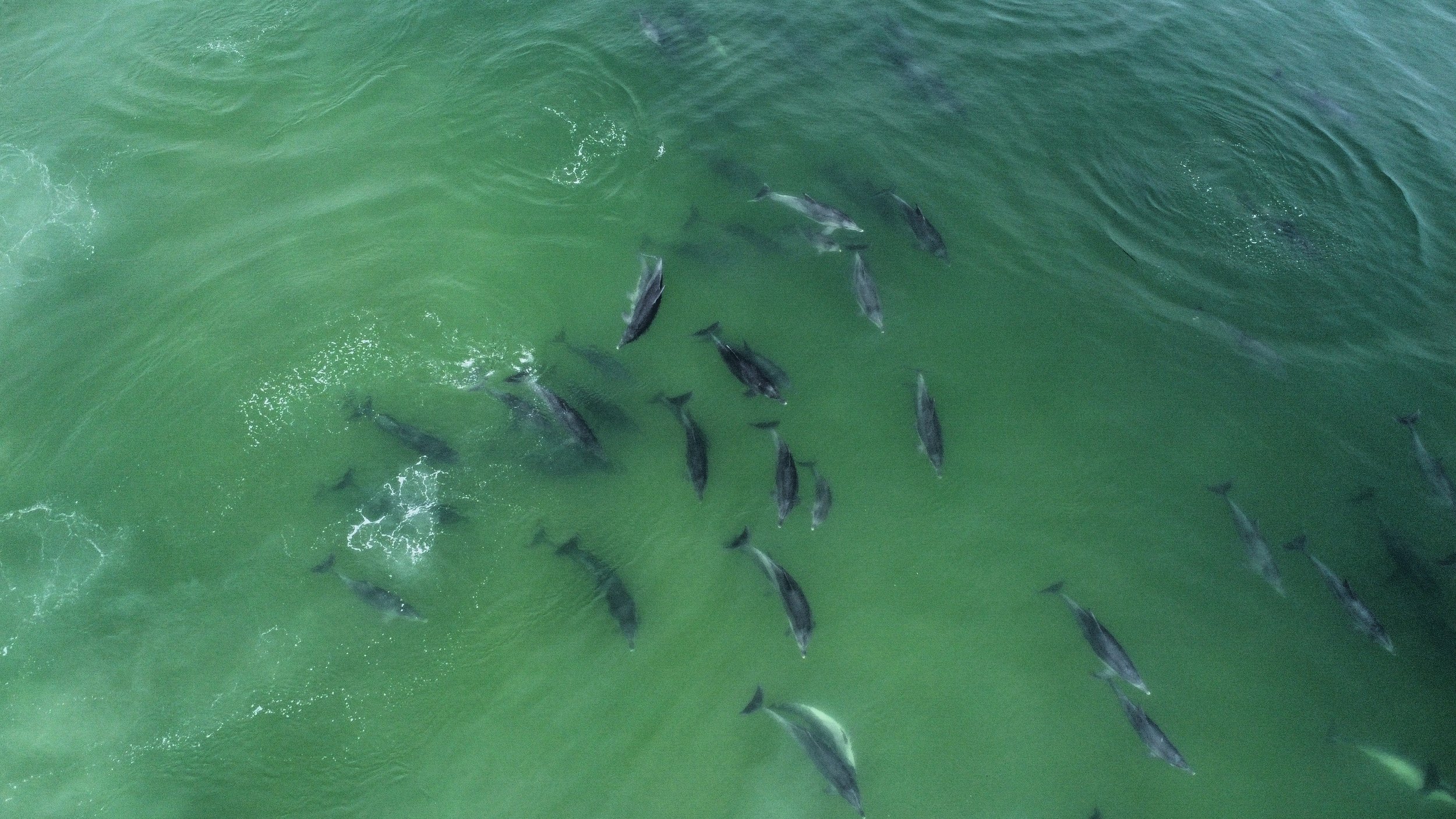 Marine Mammals 9