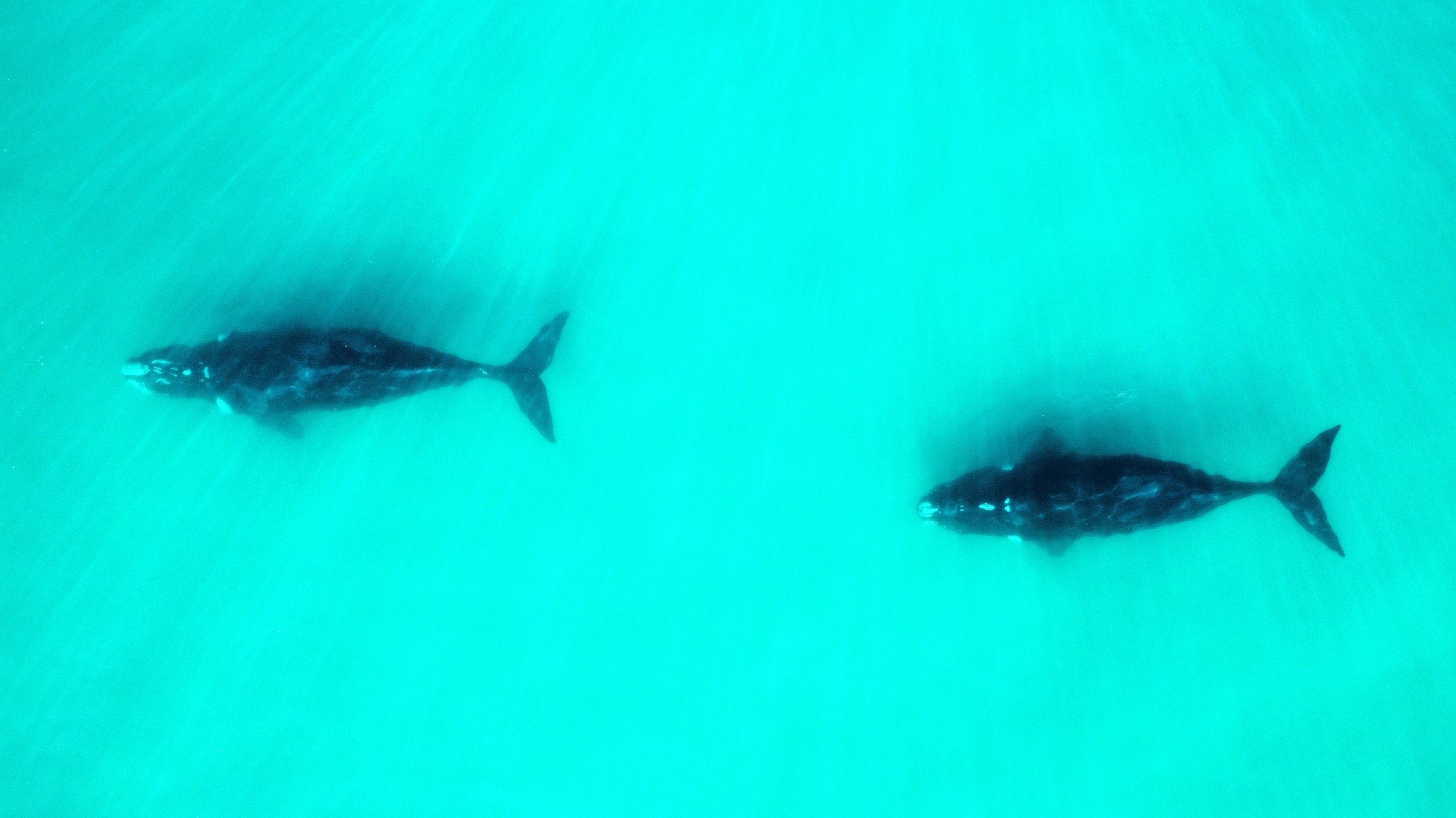 Marine Mammals 1