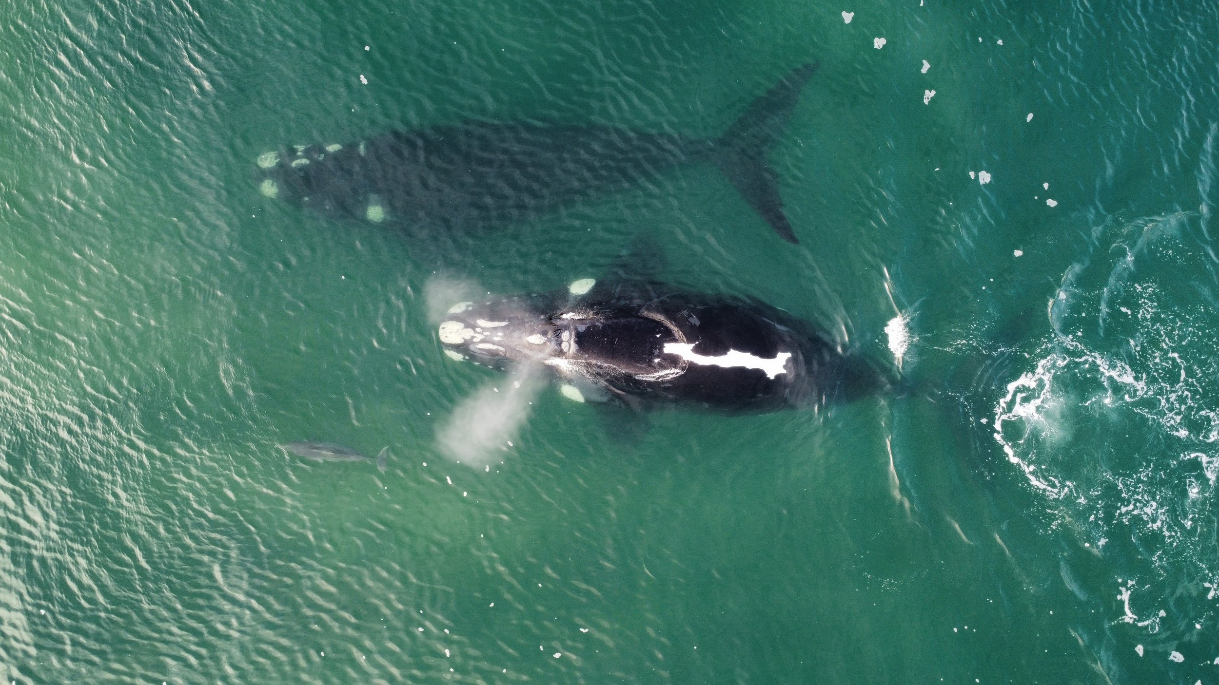 Marine Mammals 5