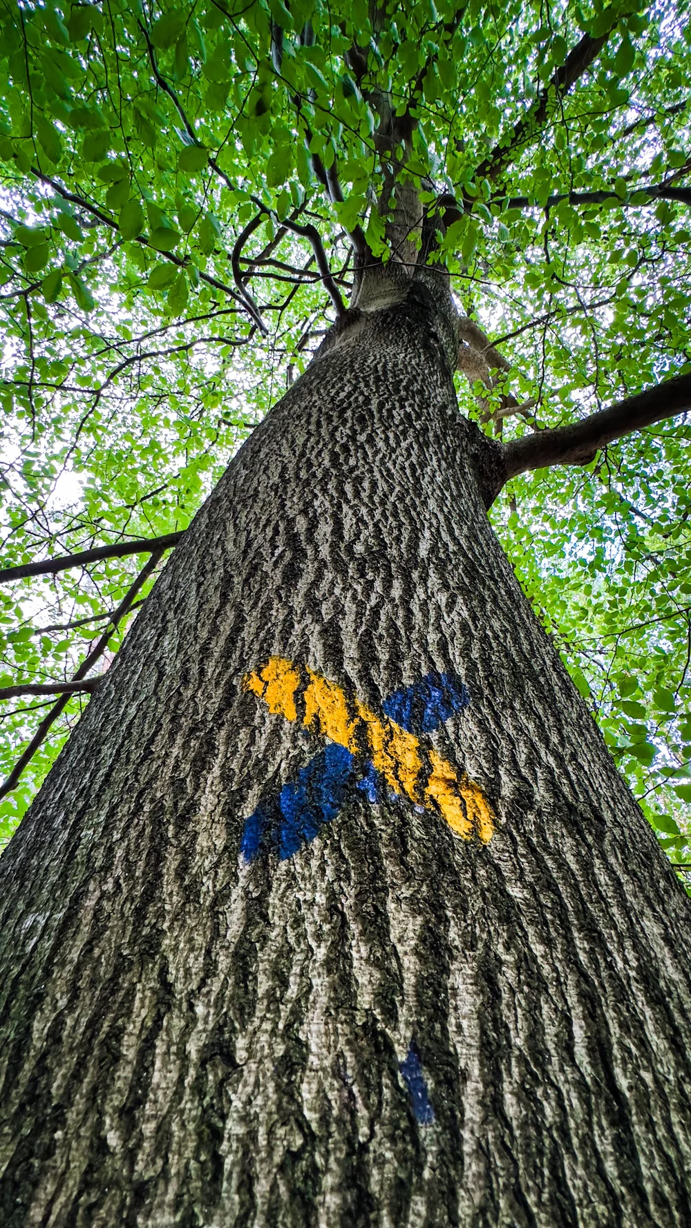 Blauw met gele streep vormen een kruis