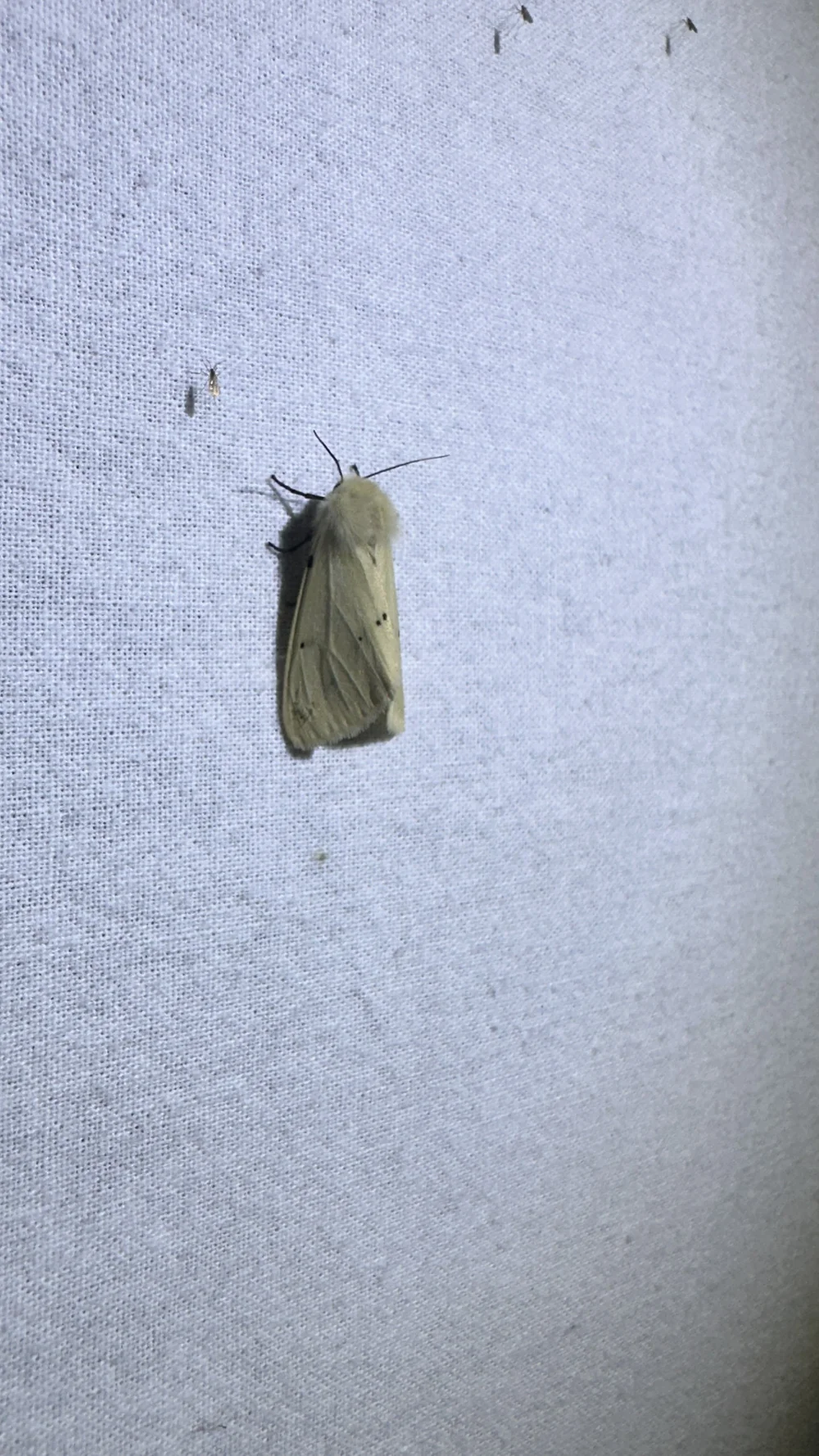 Gele tijger (Spilosoma lutea)