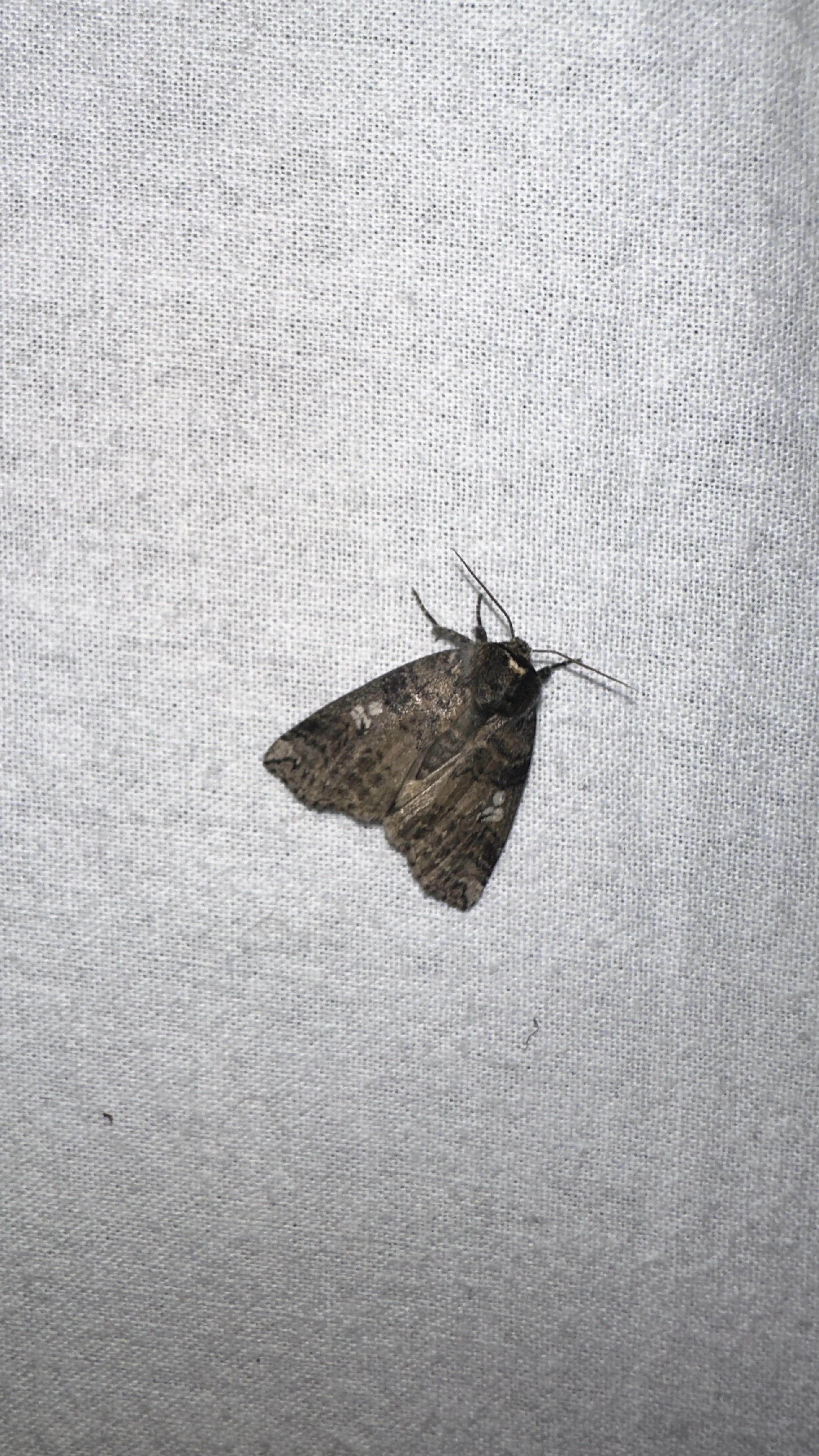 Orvlinder (Tethea or)