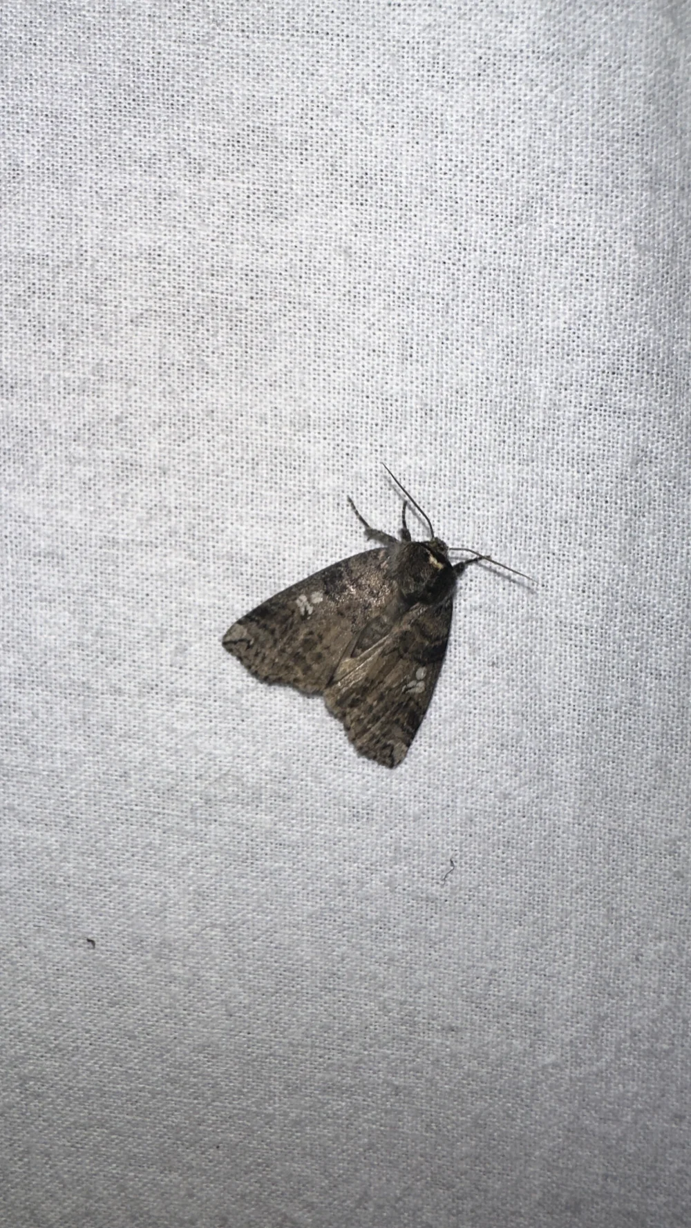 Orvlinder (Tethea or)