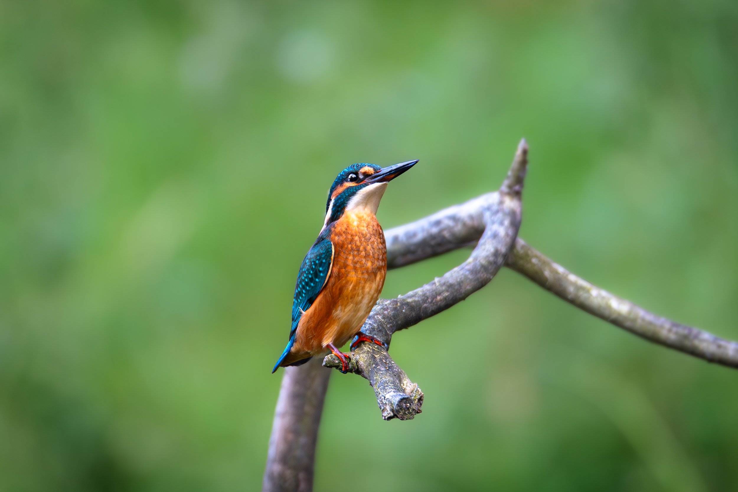 Ijsvogel