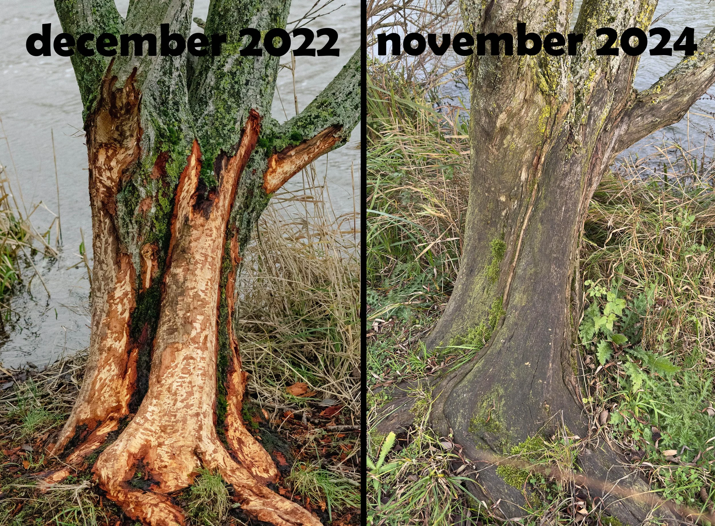 Waarom bevers dammen bouwen — Natuurverhaal.nl