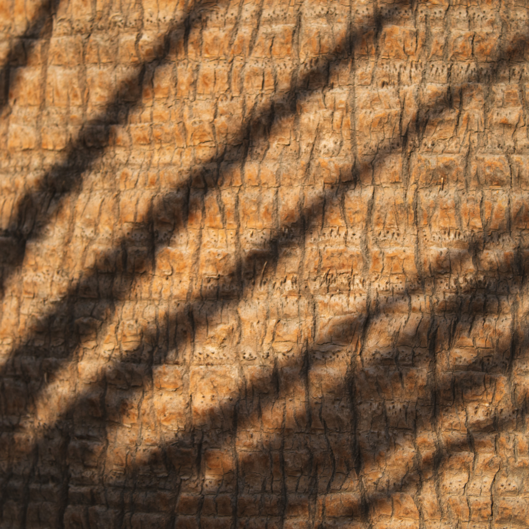 Palm image- 33BLANK.png