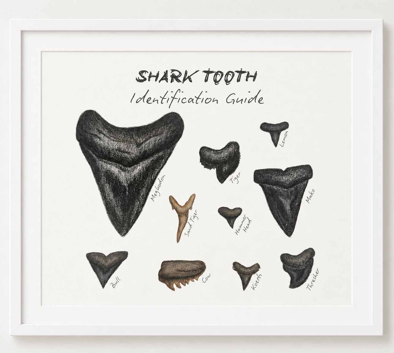 Shark Tooth Identification