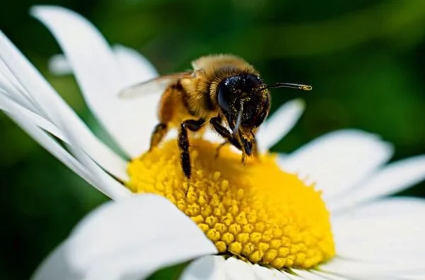 "BEE" ON THE LOOKOUT FOR BEES &amp; WASPS!