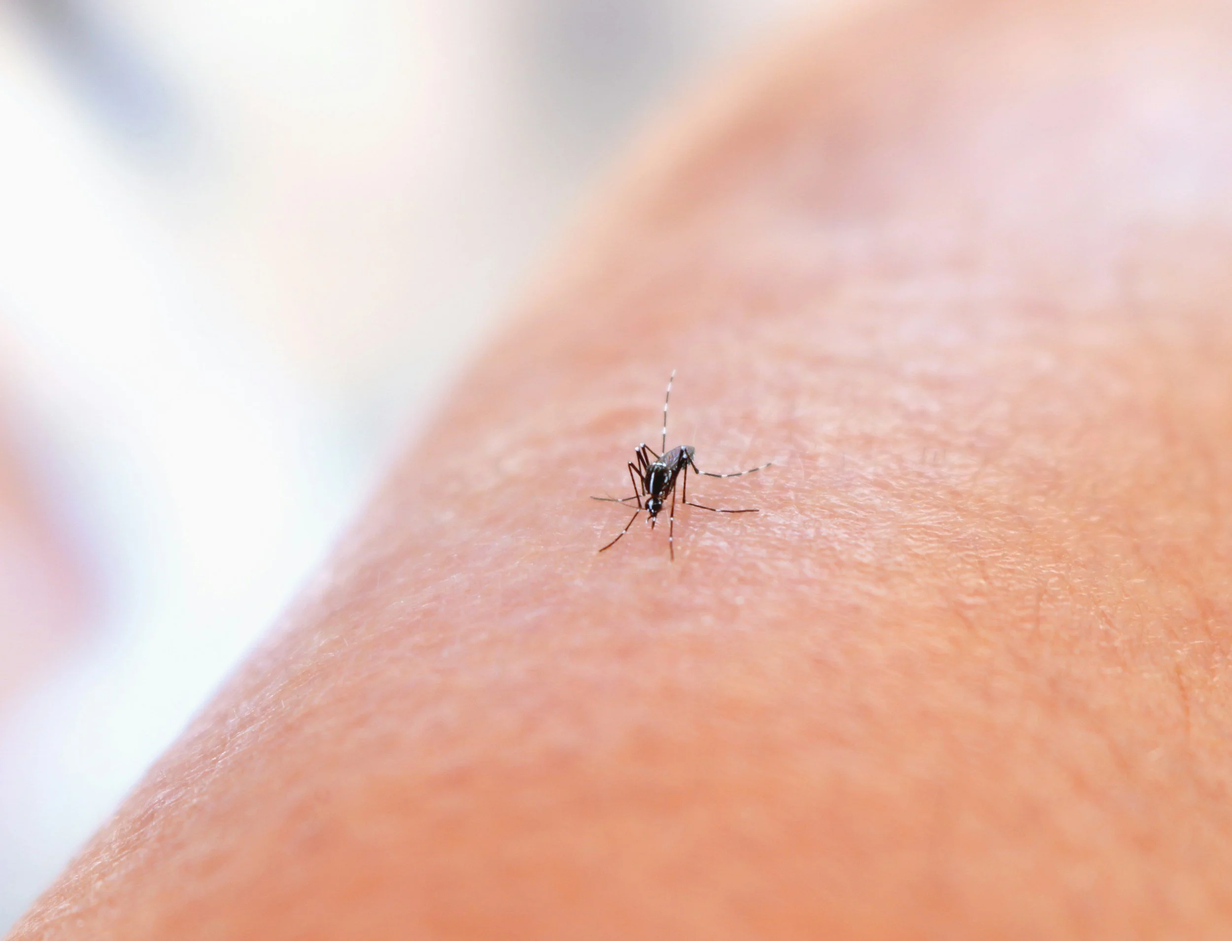 MOSQUITOS AND WES NILE VIRUS     