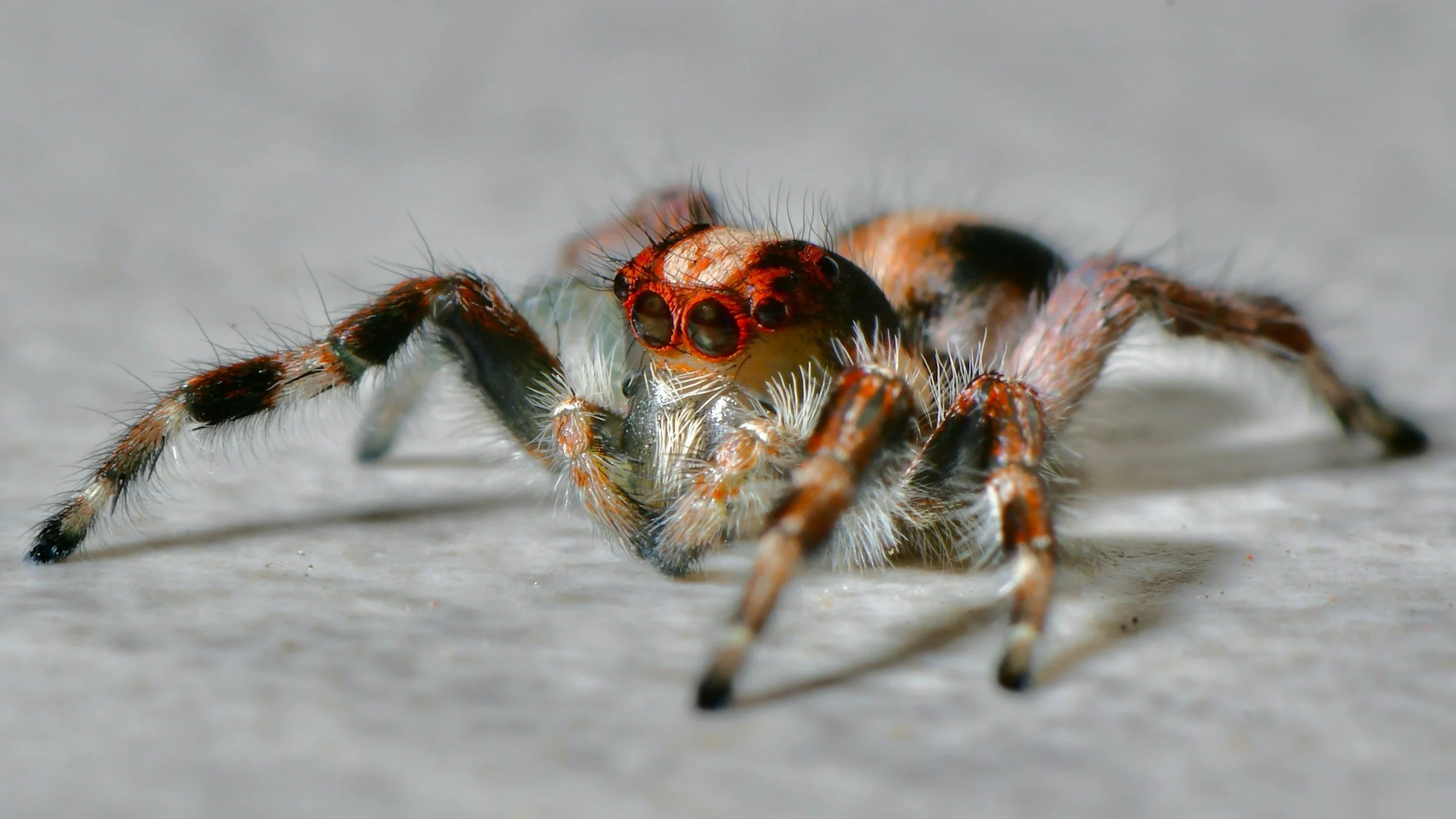 DANGERS OF SPIDERS  