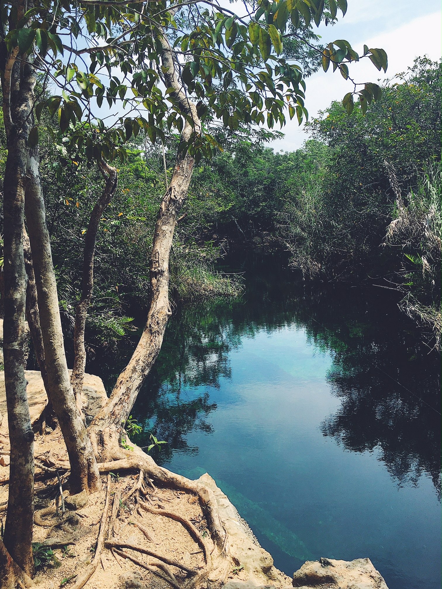 Trees and Water.JPG.jpeg