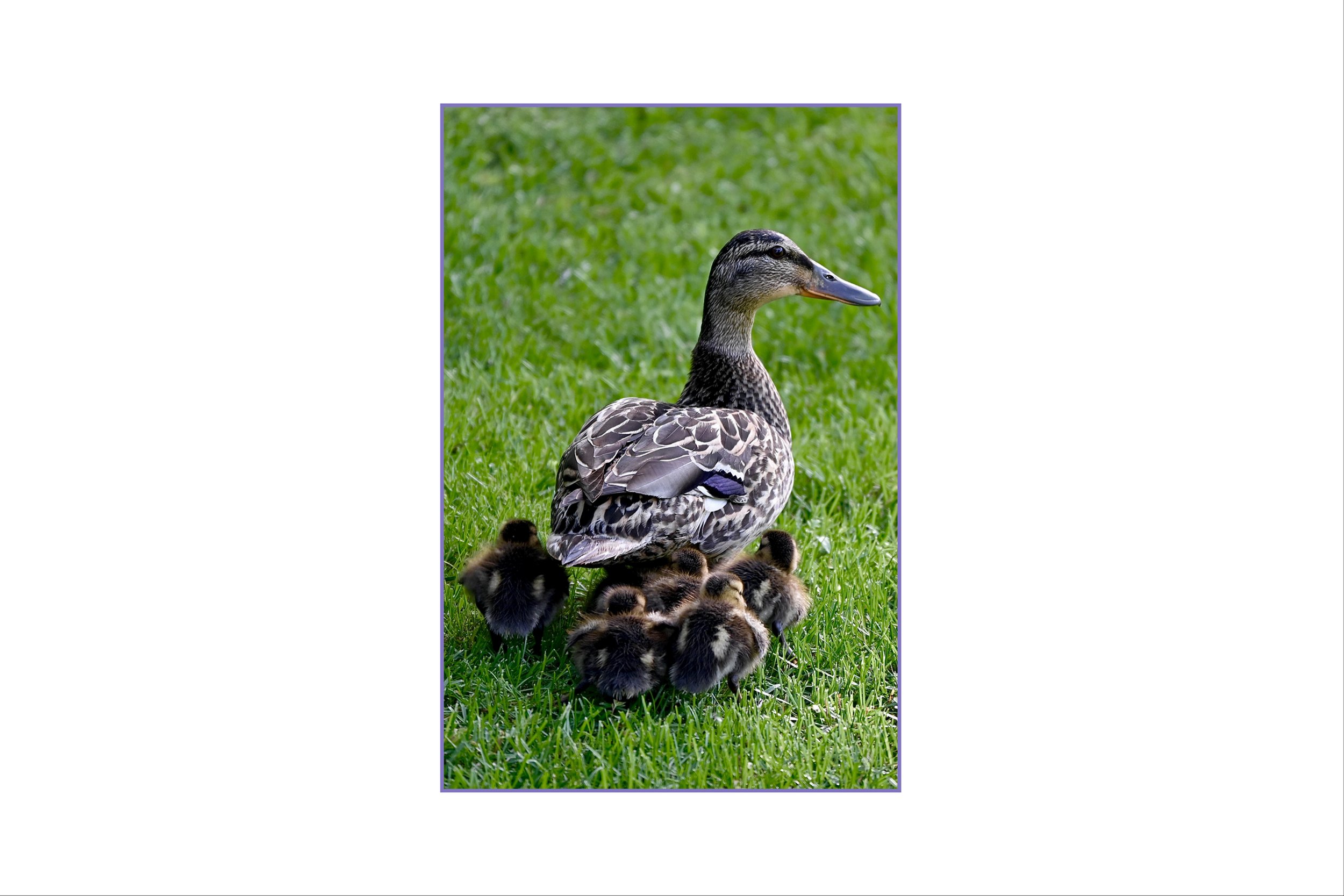 Mama Duck Vertical.jpg
