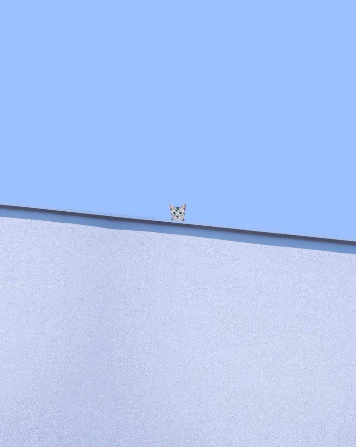A small cat peeking over a modern building's white wall against a clear blue sky.