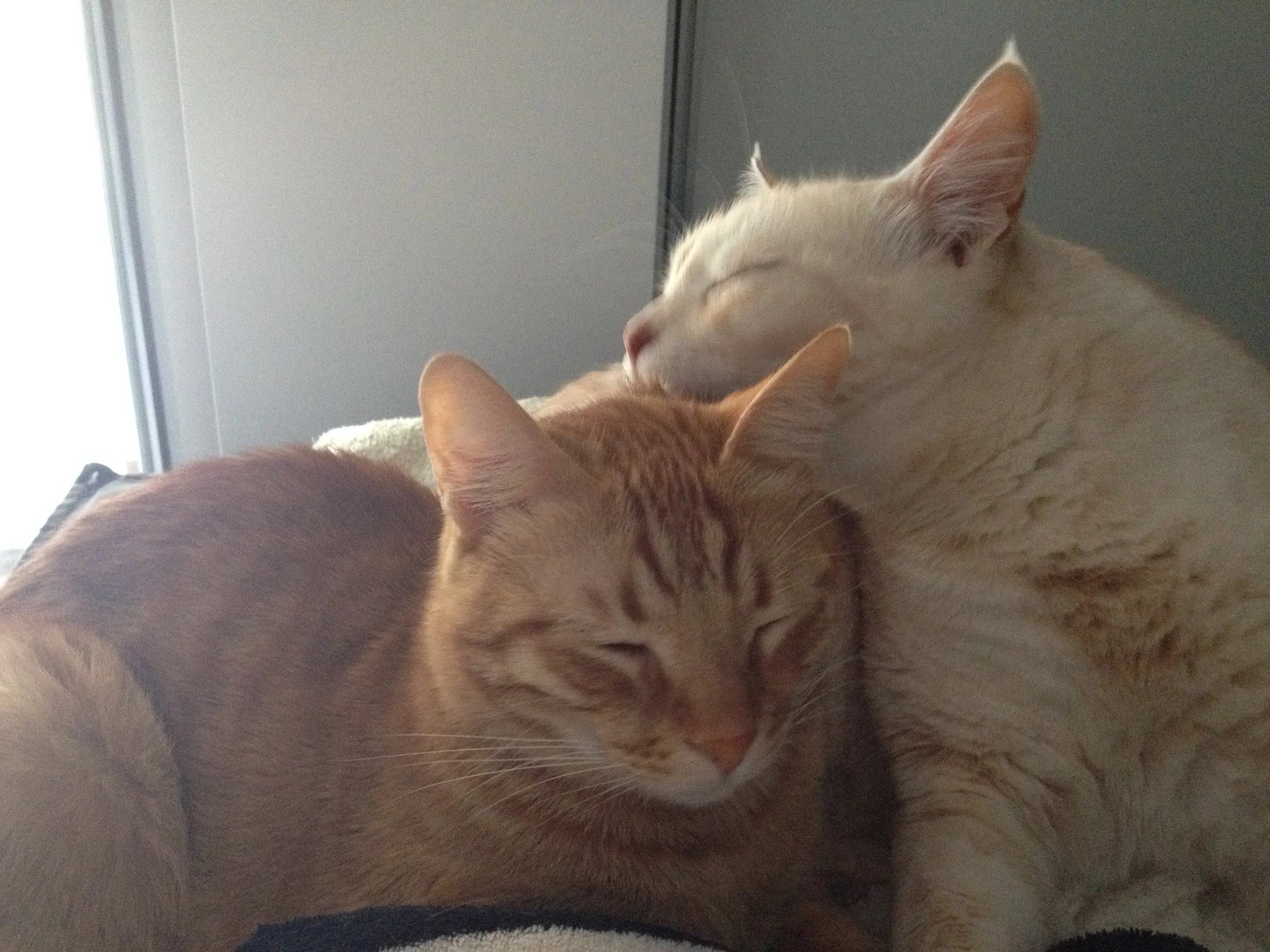 Two cats, one with orange fur and the other with cream-colored fur, cuddling and sleeping together.