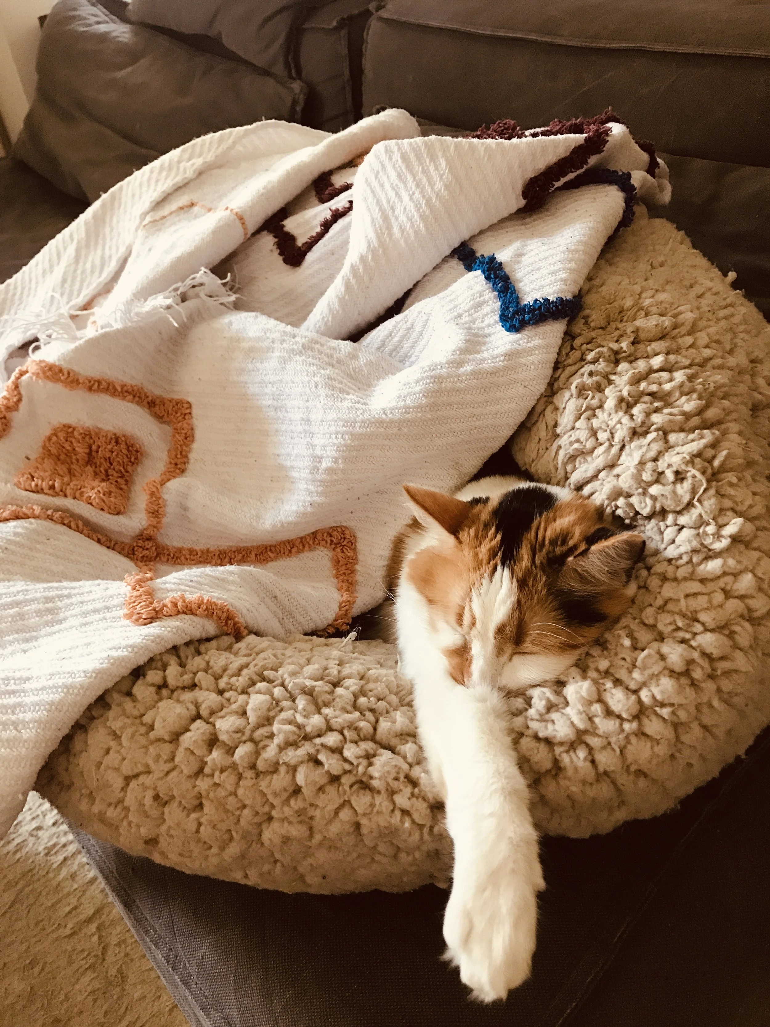 A calico cat lying on a soft beige blanket on a brown sofa, stretching its front leg.