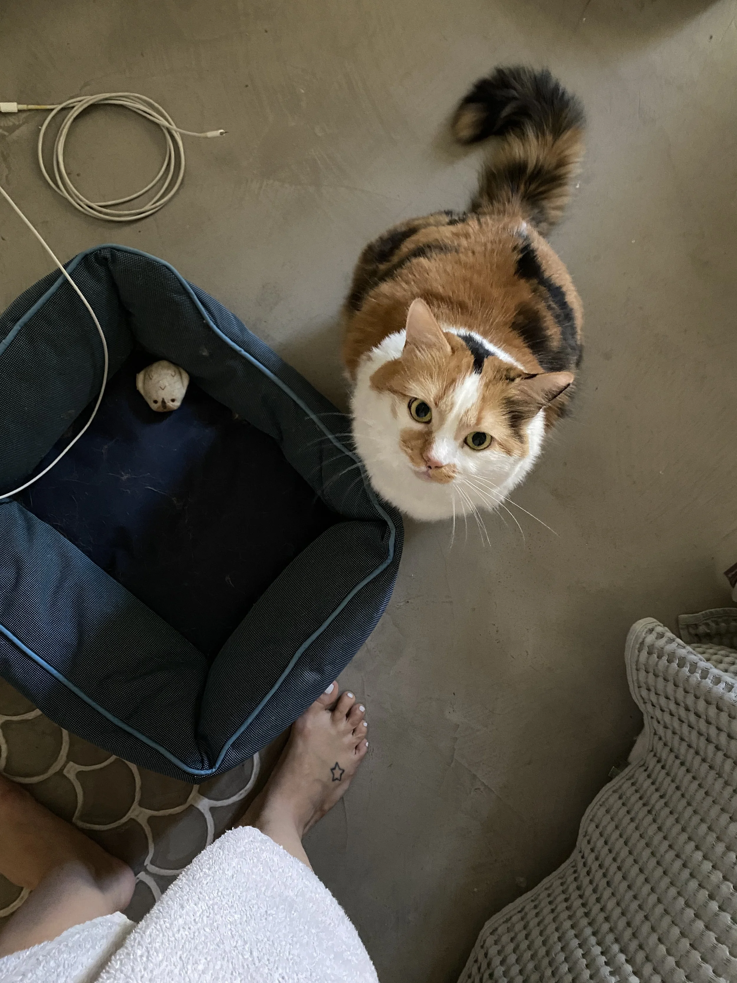 A calico cat looking up at the camera, sitting next to an empty blue fabric cat bed on a concrete floor, with a person's foot and leg in a white towel nearby.