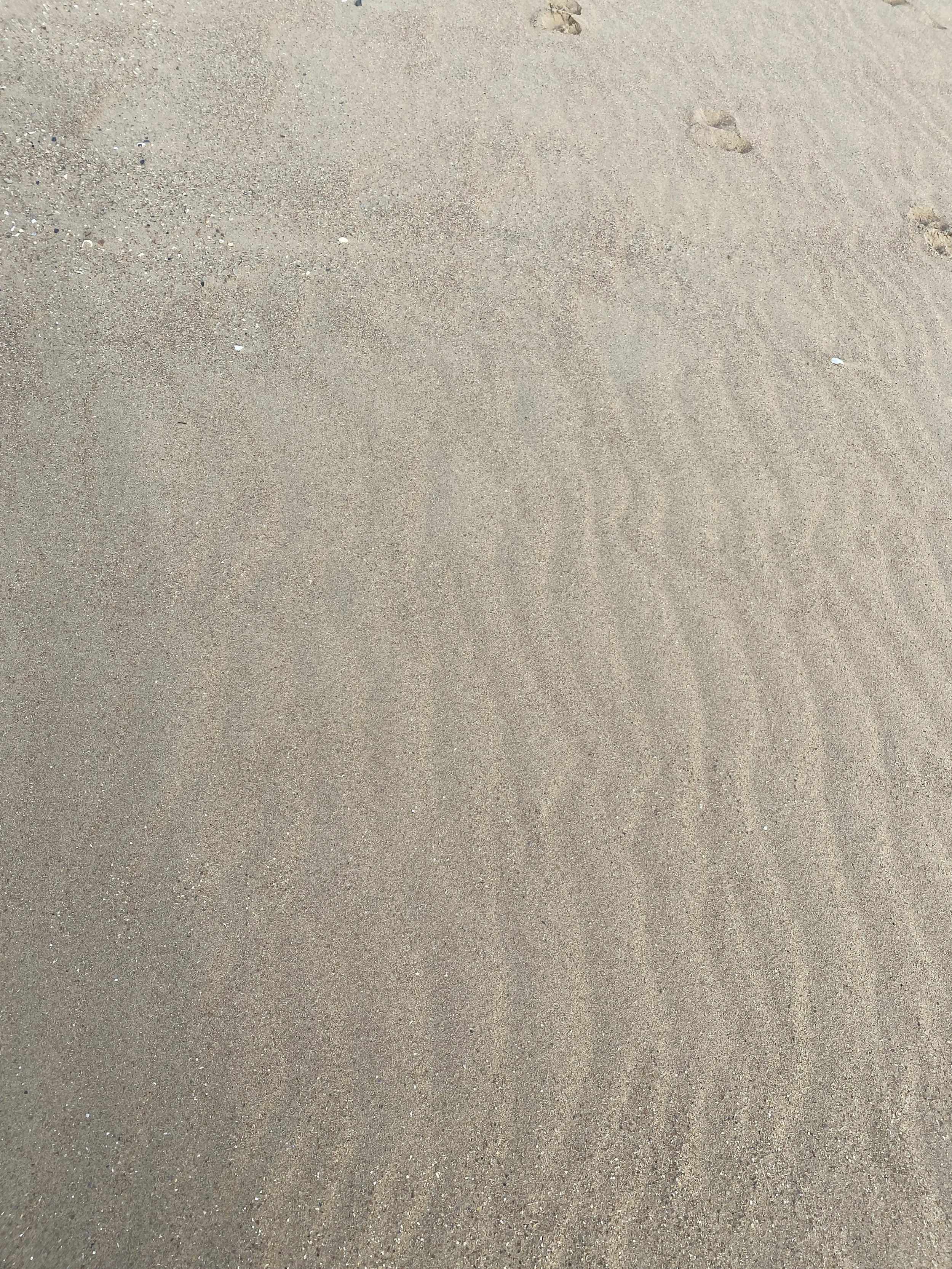 Sand on a beach with footprints and small shells.