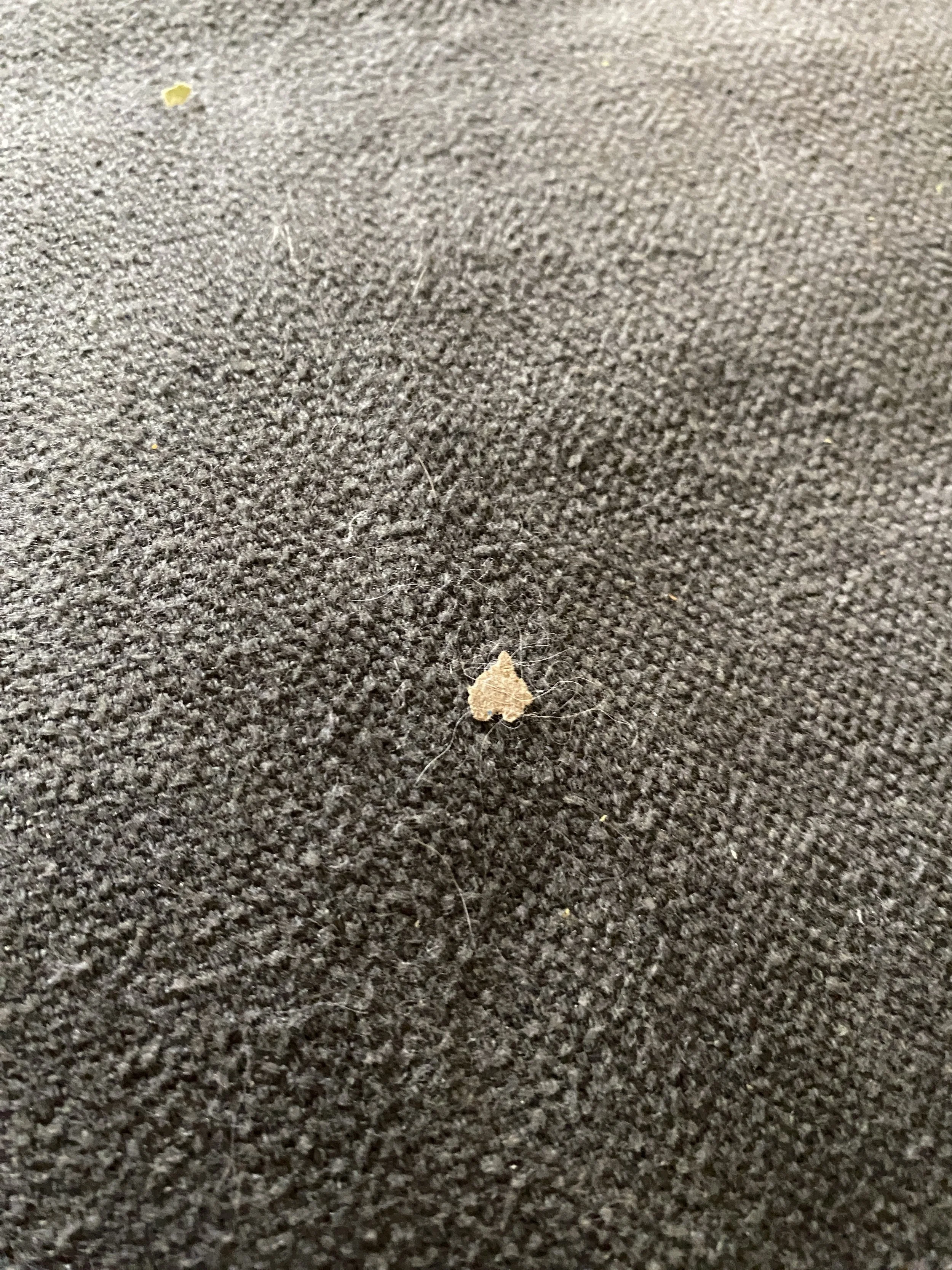 Close-up of a small piece of lint or debris on dark textured fabric.