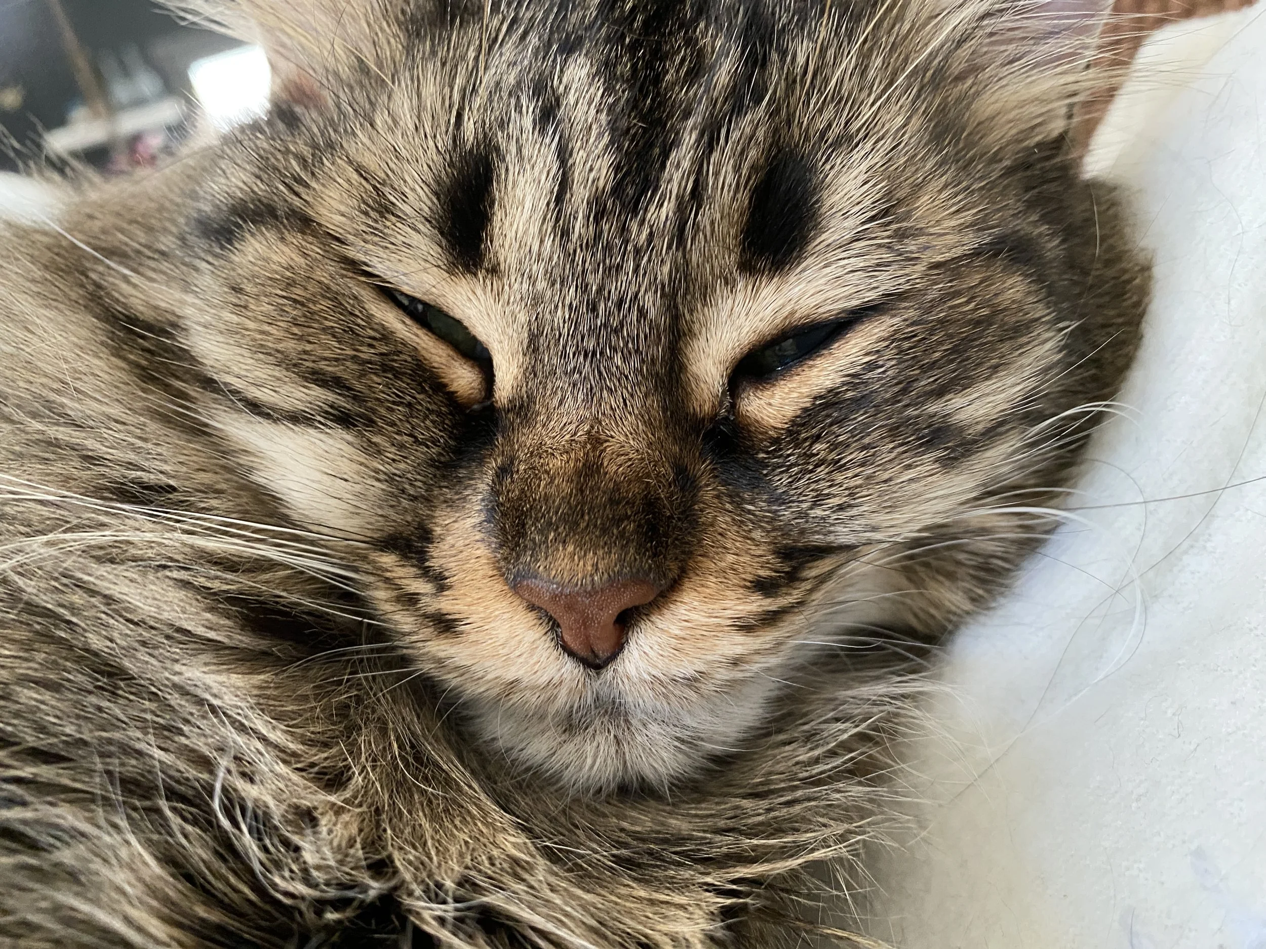 Close-up of a tabby cat's face with eyes closed, showing detailed fur and whiskers.