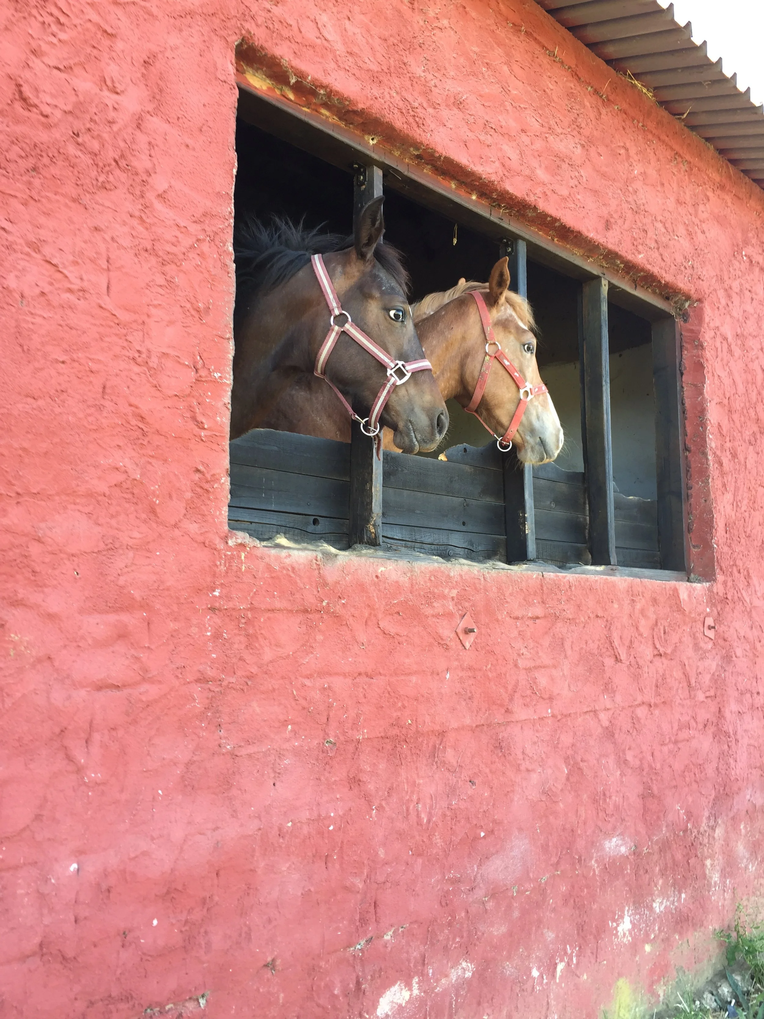 Two horses looking out of a stable window with a red exterior wall.