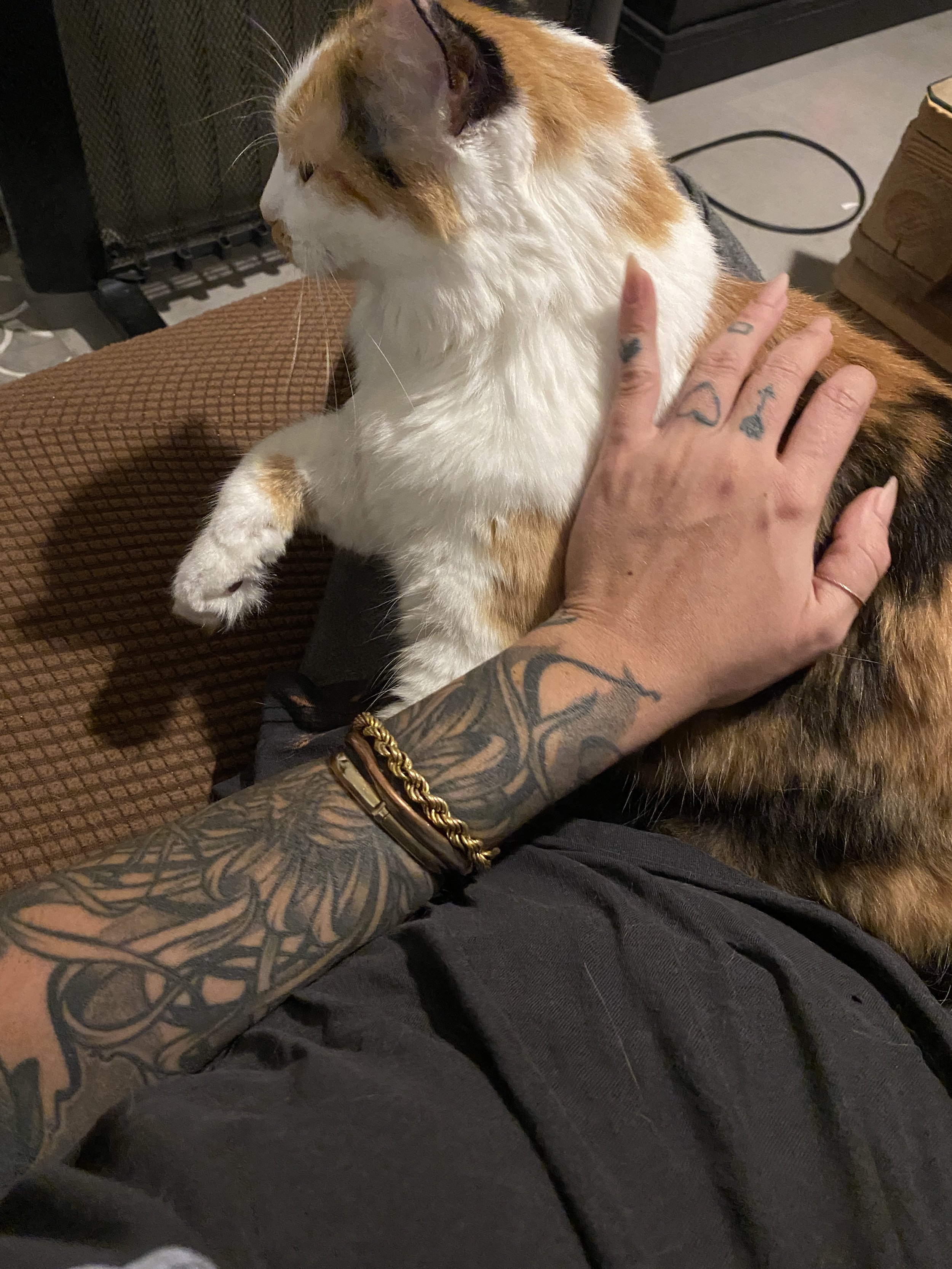 A person with tattooed arms gently petting a calico cat on its side, sitting on a brown textured couch. The person is wearing a black T-shirt and a gold bracelet.