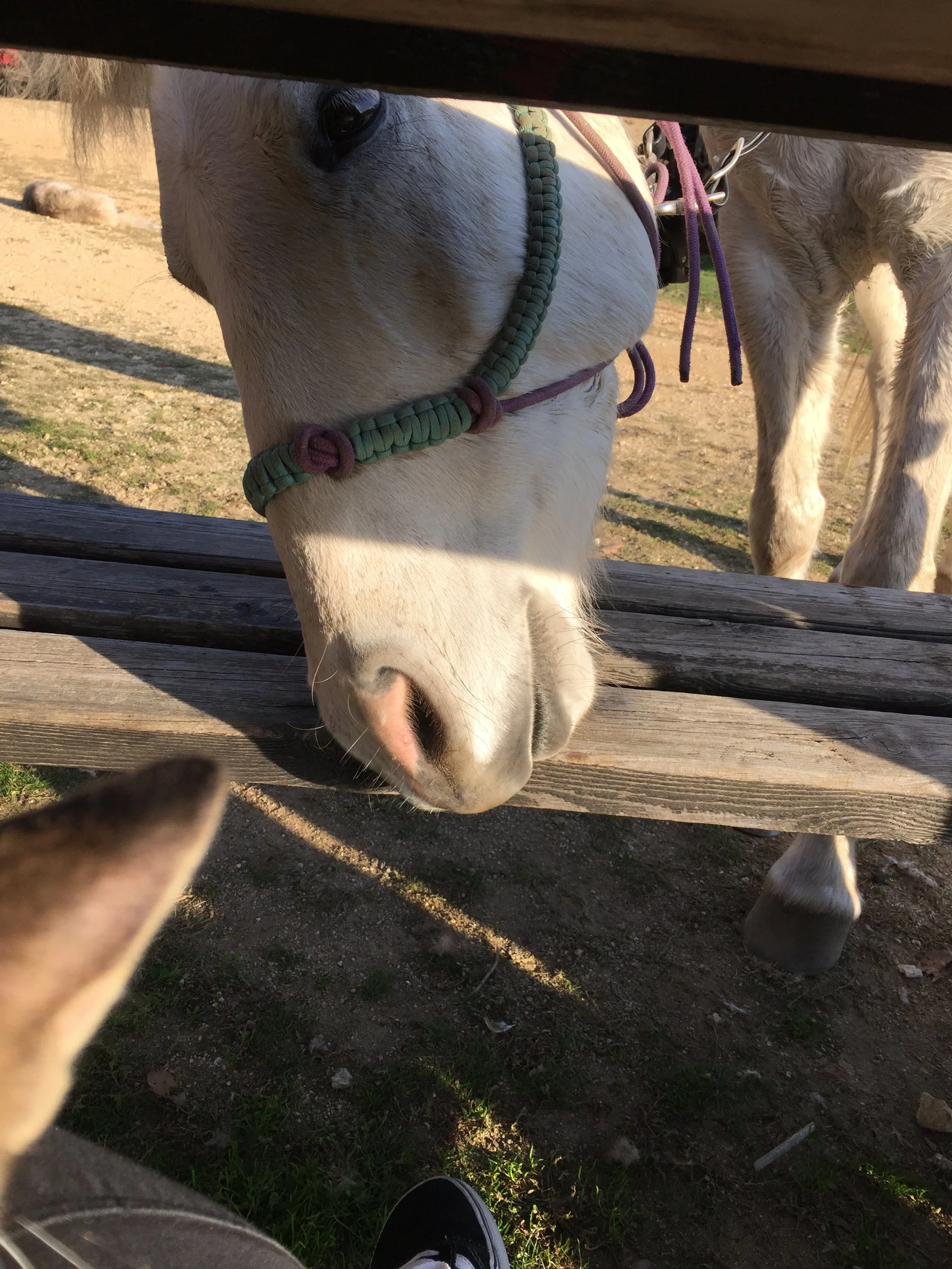Close-up photo of a white horse with a green halter, taken from beneath a wooden bench or table with the photographer's shoe visible in the foreground. The horse is leaning down, possibly to eat or inspect something.