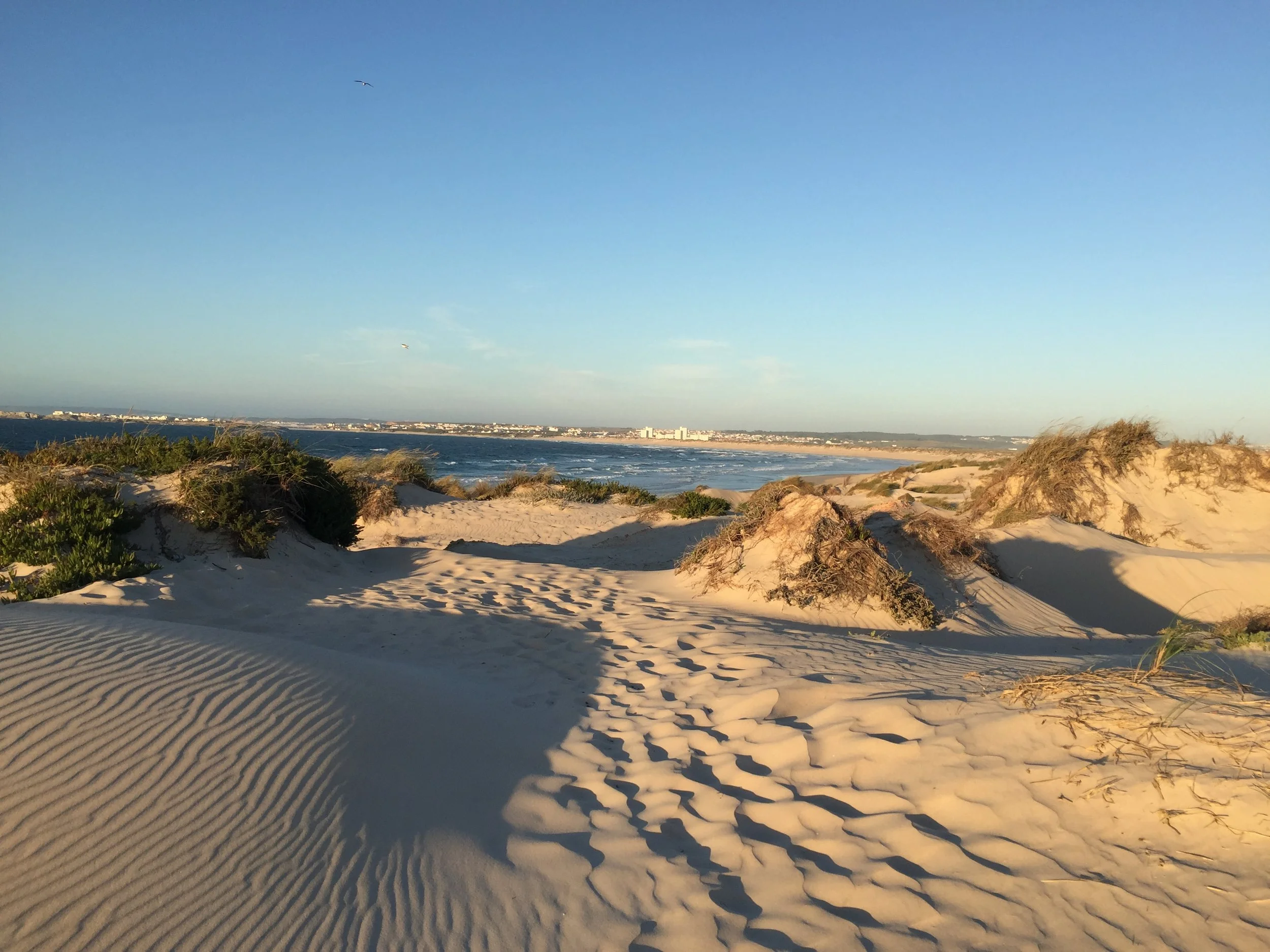 A sandy beach with wind-shaped dunes and sparse green vegetation, ocean waves hitting the shore, distant buildings on the horizon, and a clear blue sky with two seagulls flying overhead.