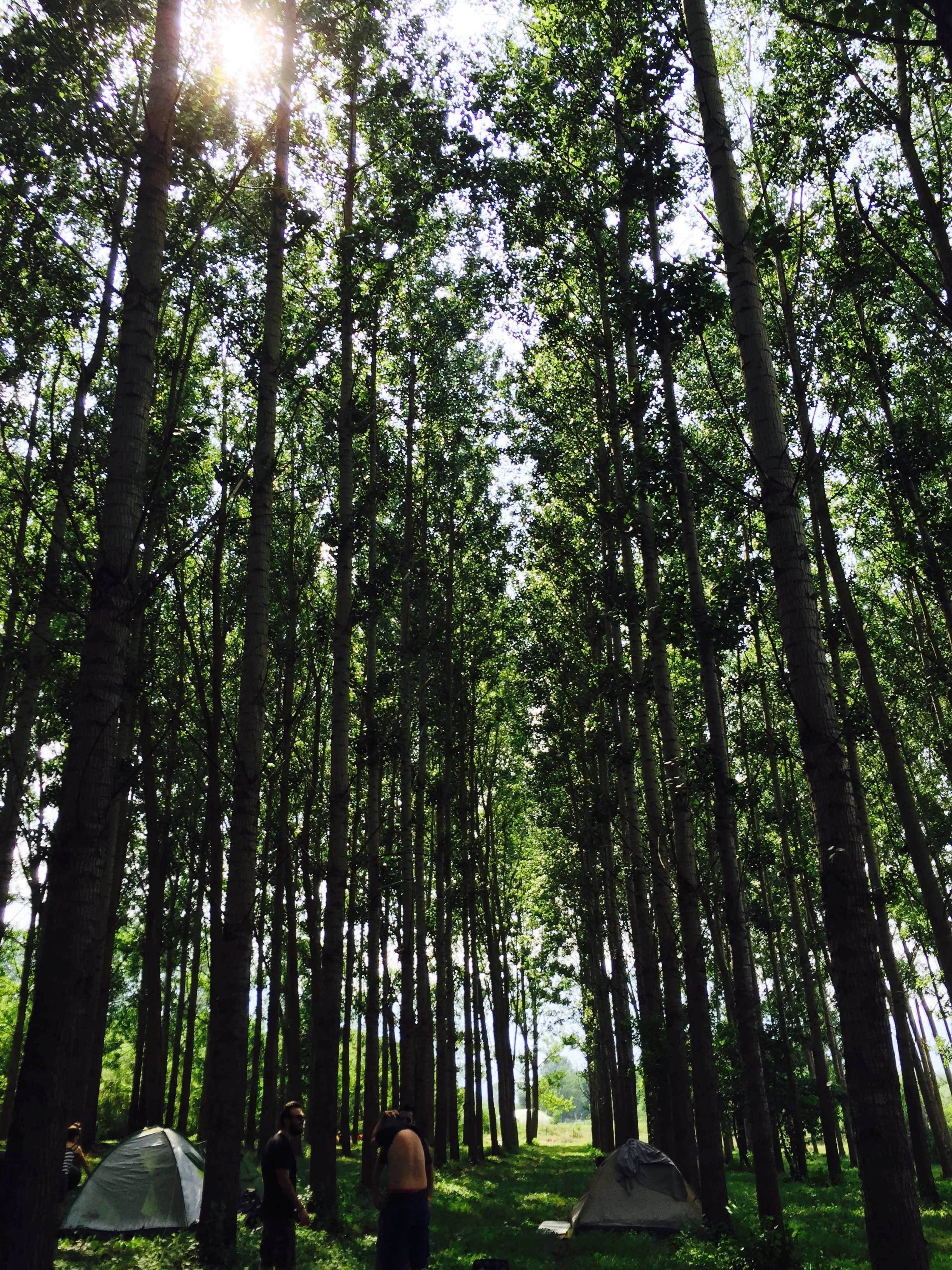 A forest scene with tall trees and sunlight filtering through the leaves. There are tents and people at a campsite on the forest floor.