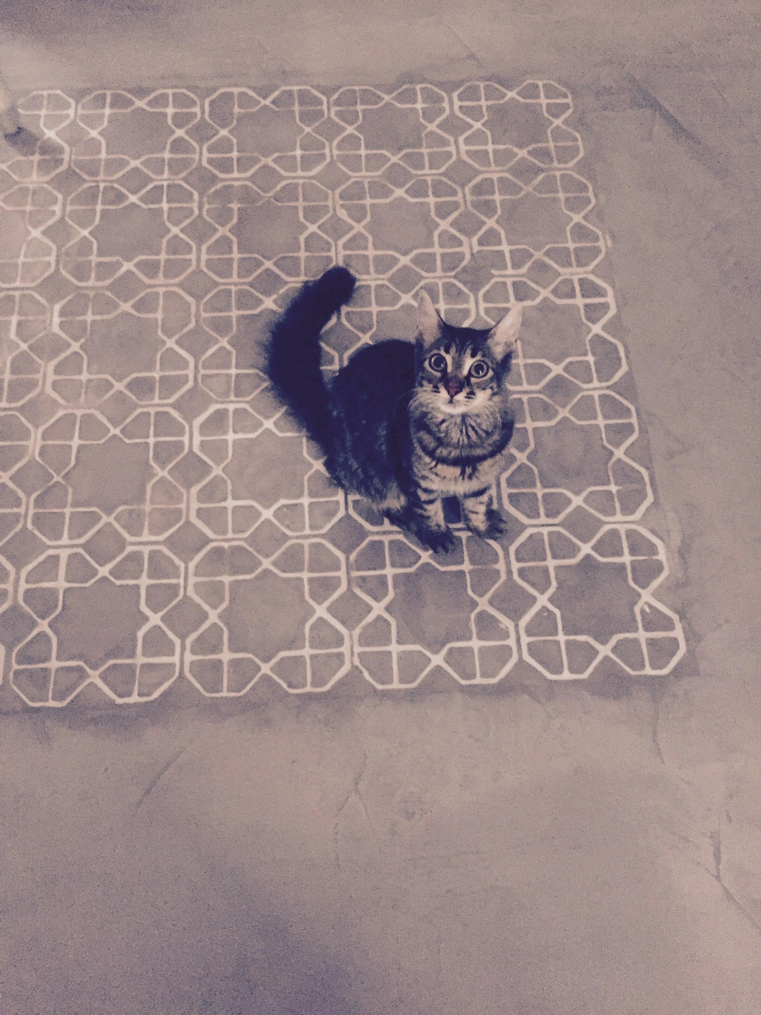 A tabby kitten with big eyes and upright ears sitting on a patterned rug on a tiled floor.