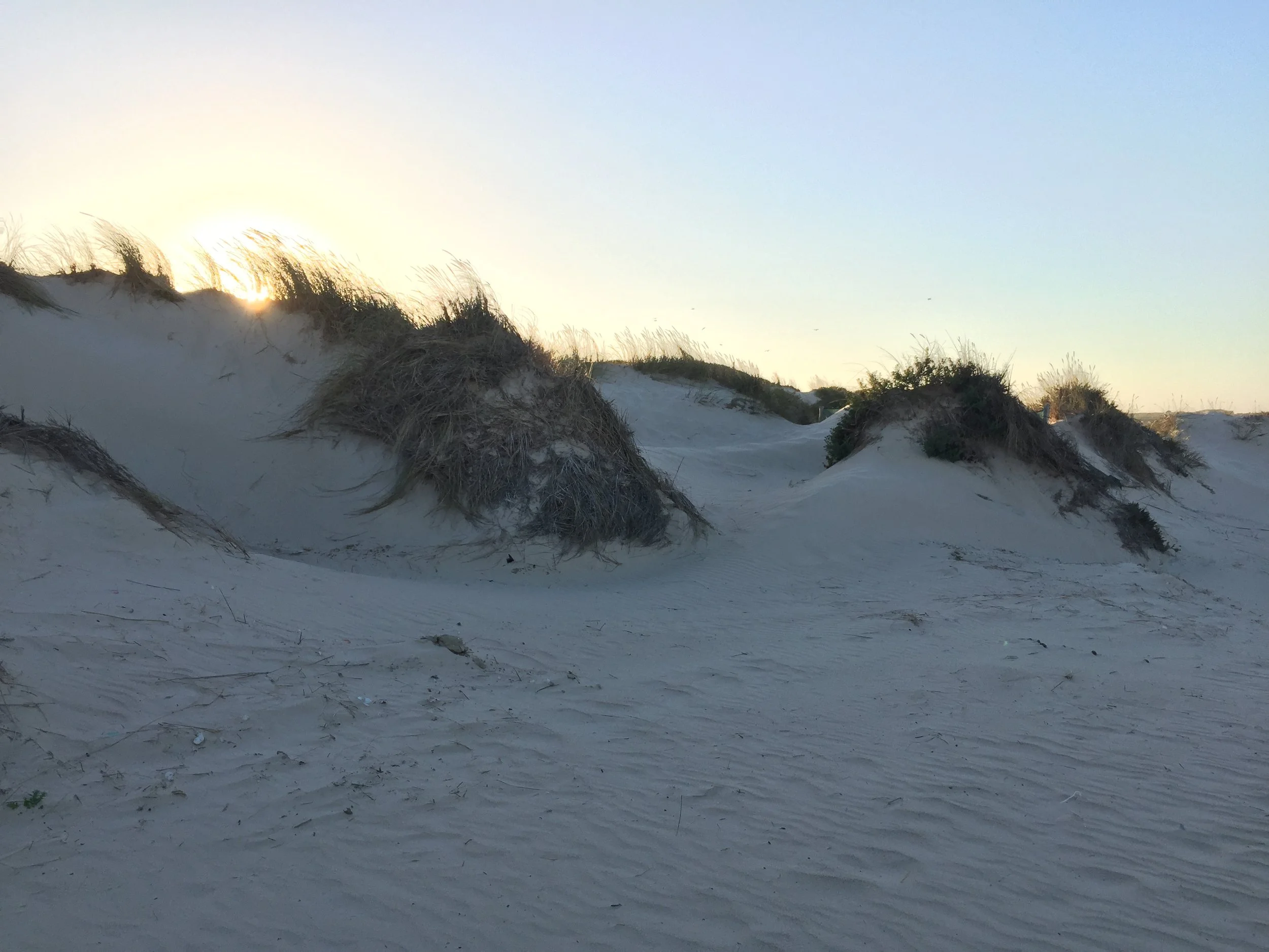 Dunes with dry grass and bushes during sunset on a sandy beach.