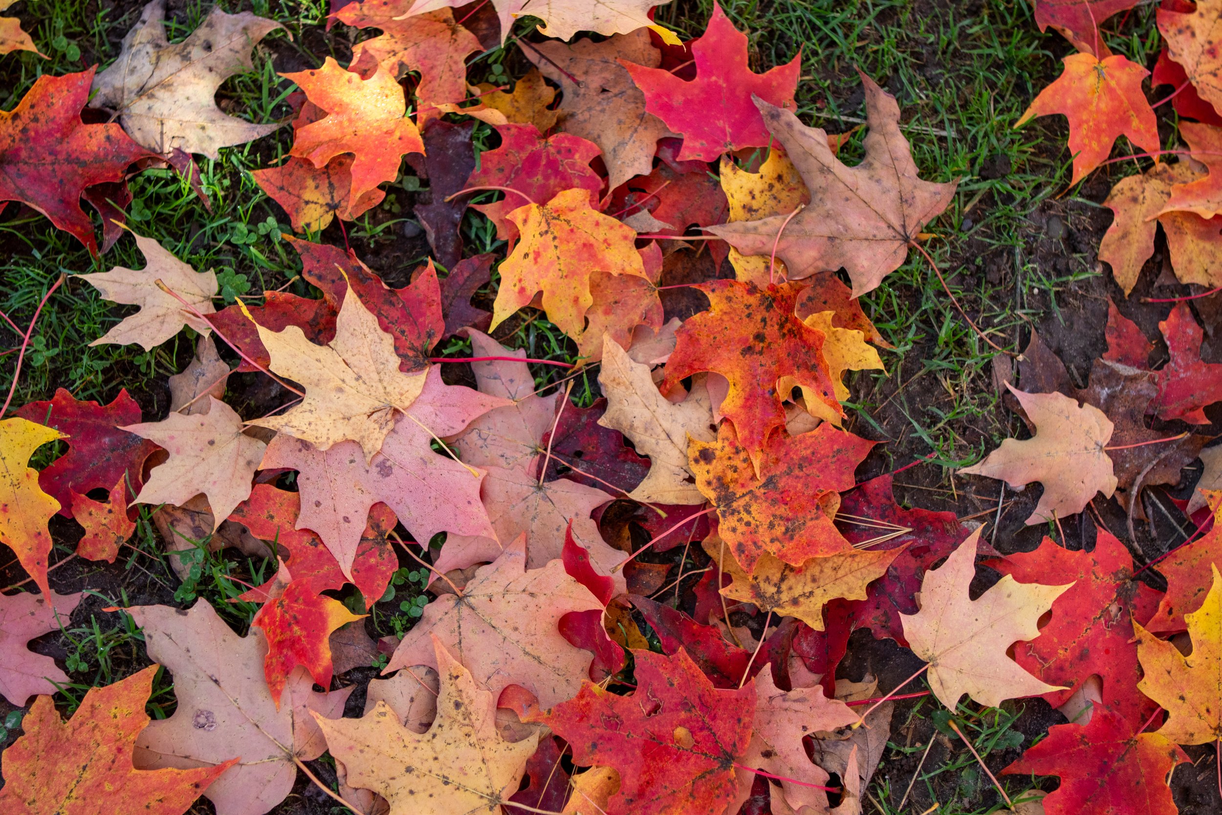 Fortis Fall favorites: Our Favorite Fall Activities
