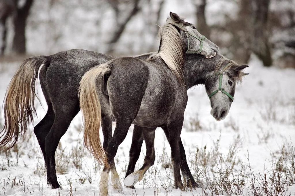 2025: Slovenia in Us / Love in Us