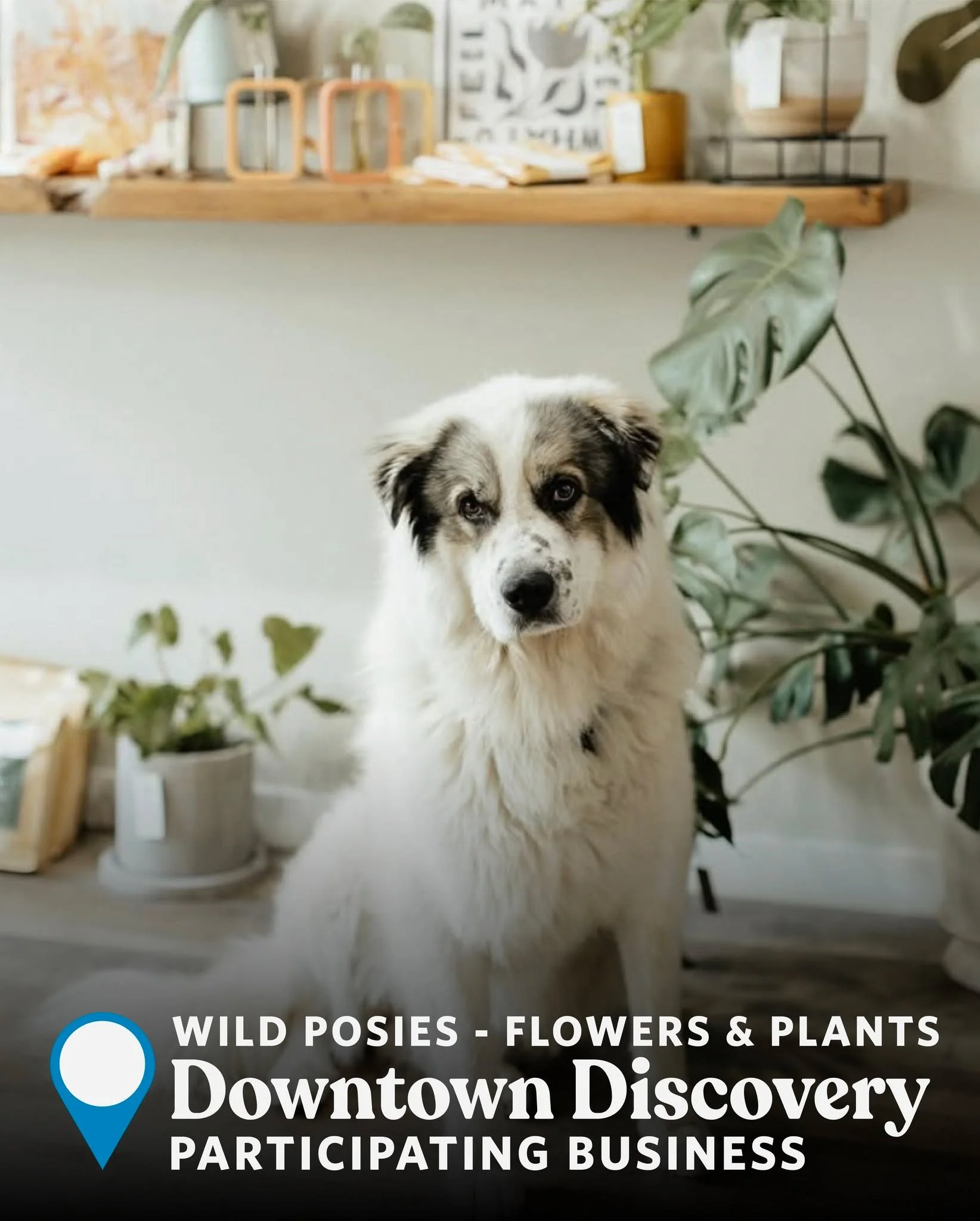 Check out some of the incredible businesses participating in our Downtown Discovery promotion. 🩵 There are over 50 businesses handing out Discovery Cards, so no matter what your interests are, there's a FANTASTIC deal waiting for you!

The Downtown 