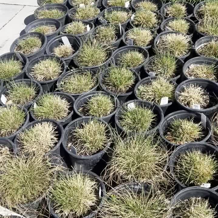 Our landscaping partner @bathgardencenter has started unloading all the beautiful trees, bushes, and grasses that will be planted on the newly completed blocks of 4th Street! 👏🏼🌳
They&rsquo;re kicking things off on the west end this week and will 