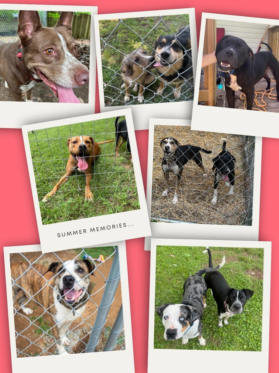 🍂 FALL REFLECTION: Now that summer has officially come to an end, we're looking back at our busiest season yet! 10 fences built = 18 dogs chain free! 🎉 
Our volunteers worked through the heat to give these pups what every dog deserves - space to r