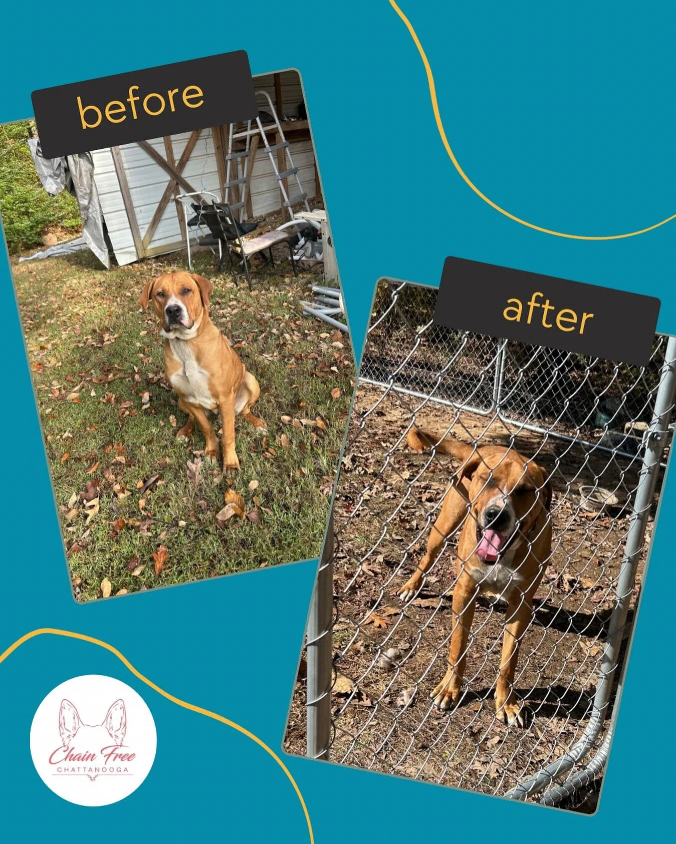 We built his fence yesterday and Bosey&rsquo;s got that &ldquo;off the tether&rdquo; feeling ⛓️&zwj;💥😀 Stay tuned for more Bosey build content this week!