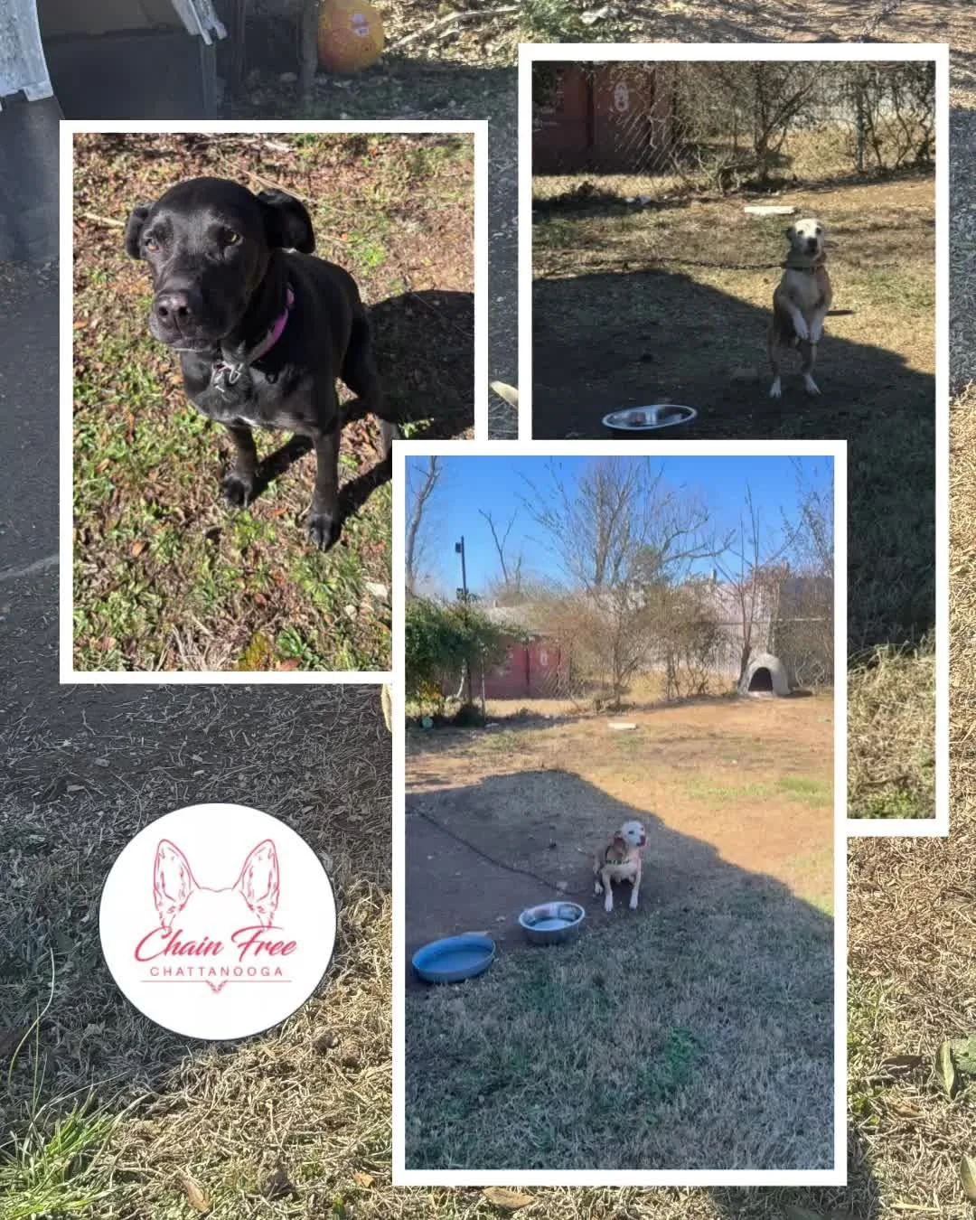 Meet Lyla, Fatty, and Buddy, three sweet dogs who kept finding their way out of an incomplete fence. When HES got involved, we were contacted to help with the fix. A quick fence connect was all it took to give these pups safe, secure freedom and keep