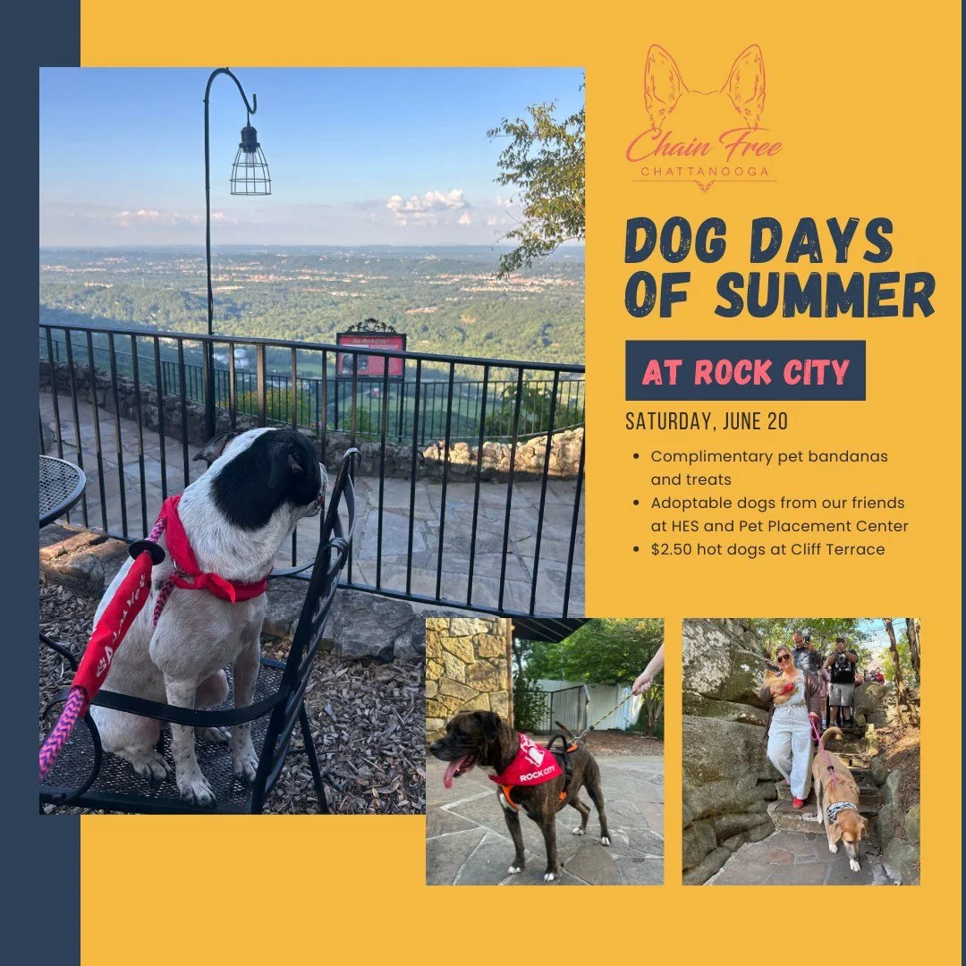 The Dog Days of Summer are almost HERE! 🐾☀️

Join us next Saturday, June 20, at Rock City for their Dog Days of Summer Kickoff, and bring your pup along for the adventure!

🧣 Complimentary pet bandanas and treats (while supplies last)
🐕 Adoptable 