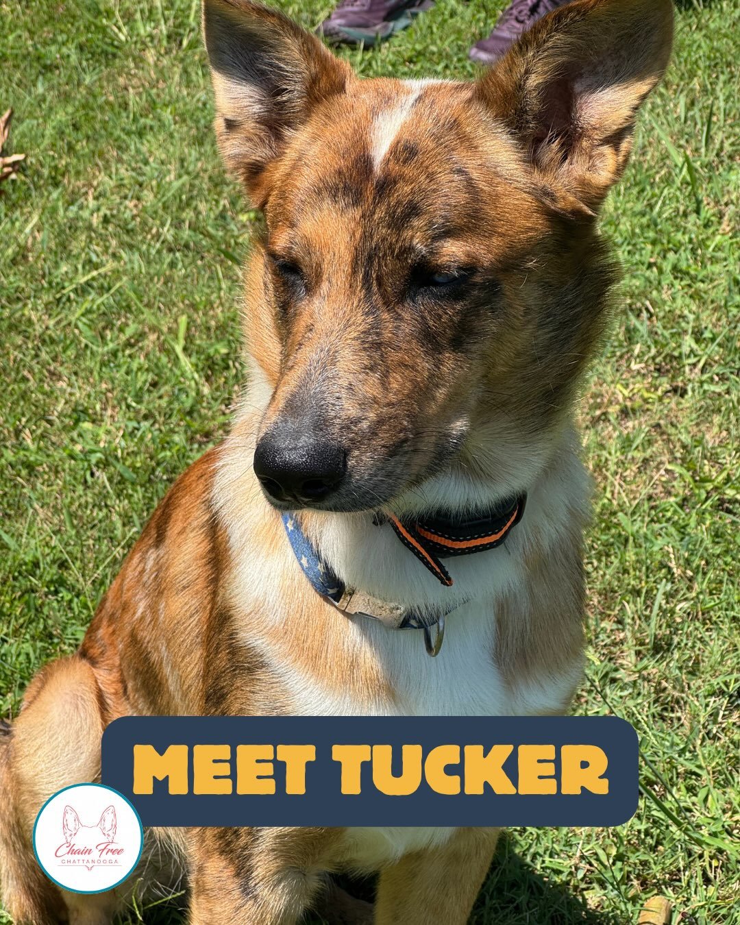 Meet Tucker! 🐾 A throwback to his fence build this August.
Tucker arrived at this family&rsquo;s home via the stray dog distribution system and instantly made friends with the kiddos, securing his spot for good. With our shelters overwhelmed, findin