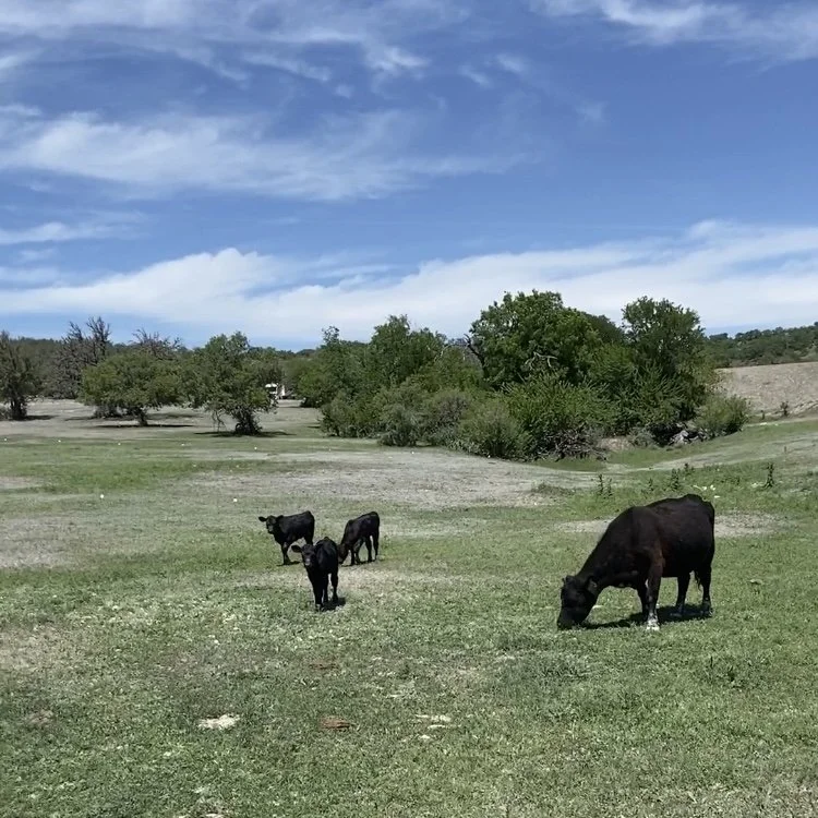 Black cows in a green pasture with a blue sky and white clouds