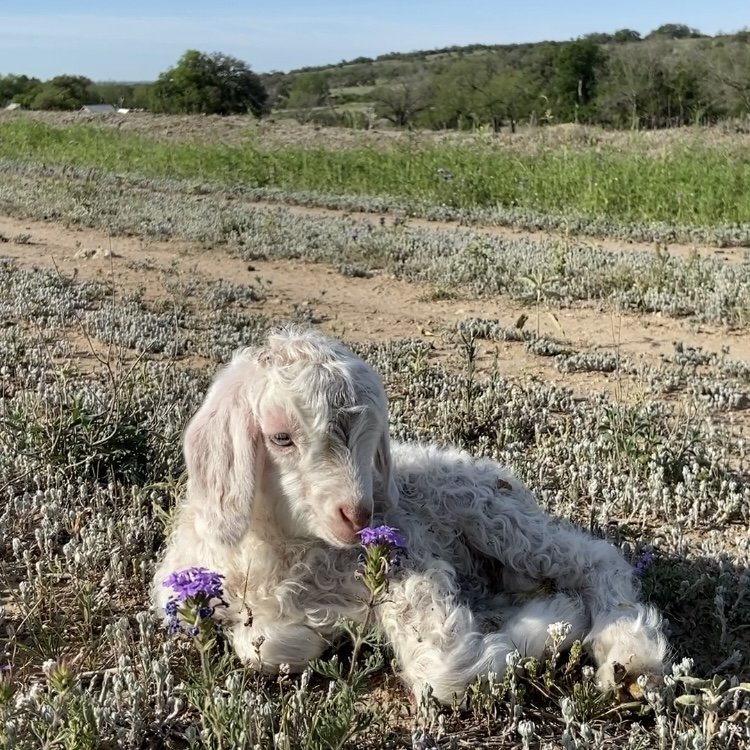 Baby kid goat in a pasture with purple wildflowers and trees in the background
