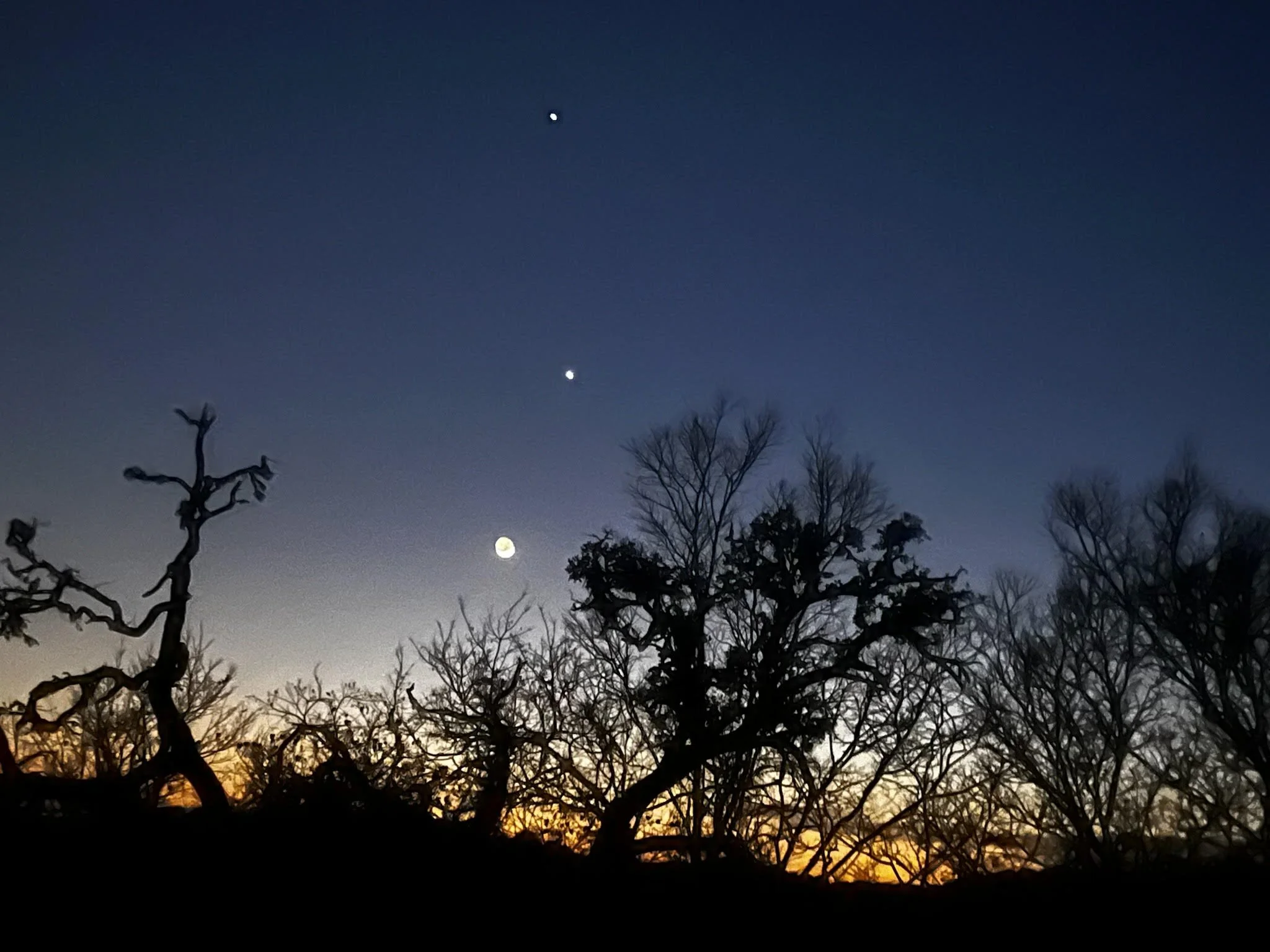 Dark blue night sky with stars and trees in silhouette