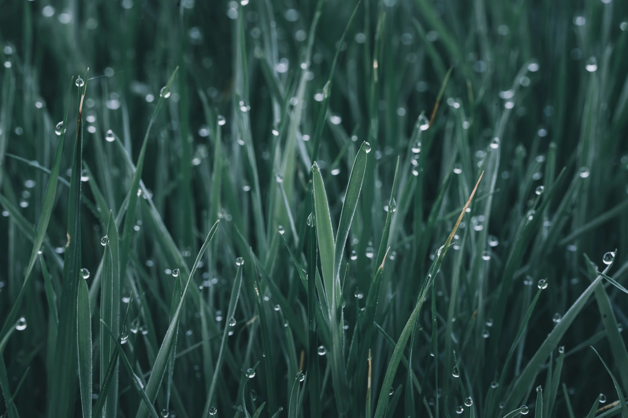 Wet Grass 1.jpg