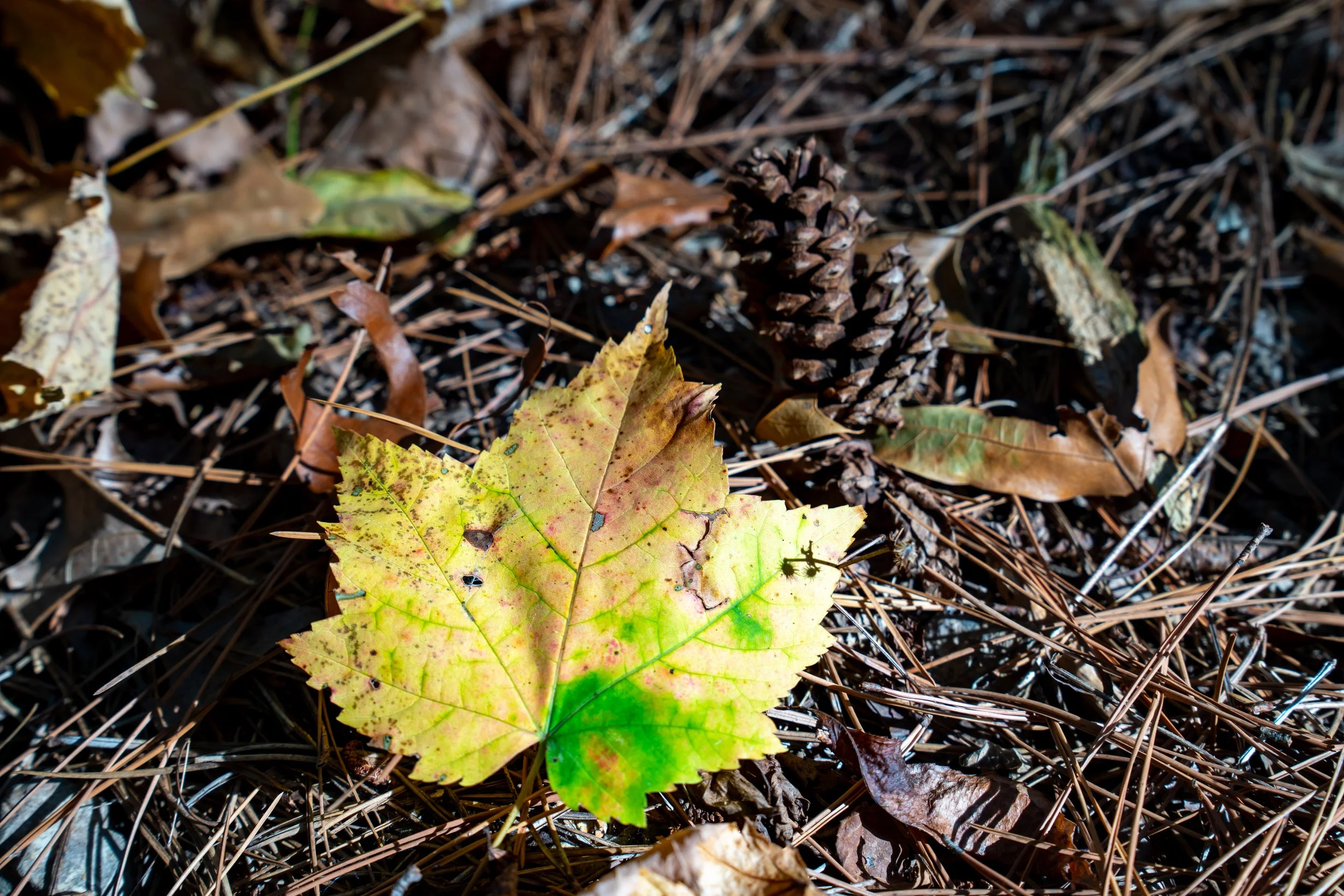 DSC05597.jpg
