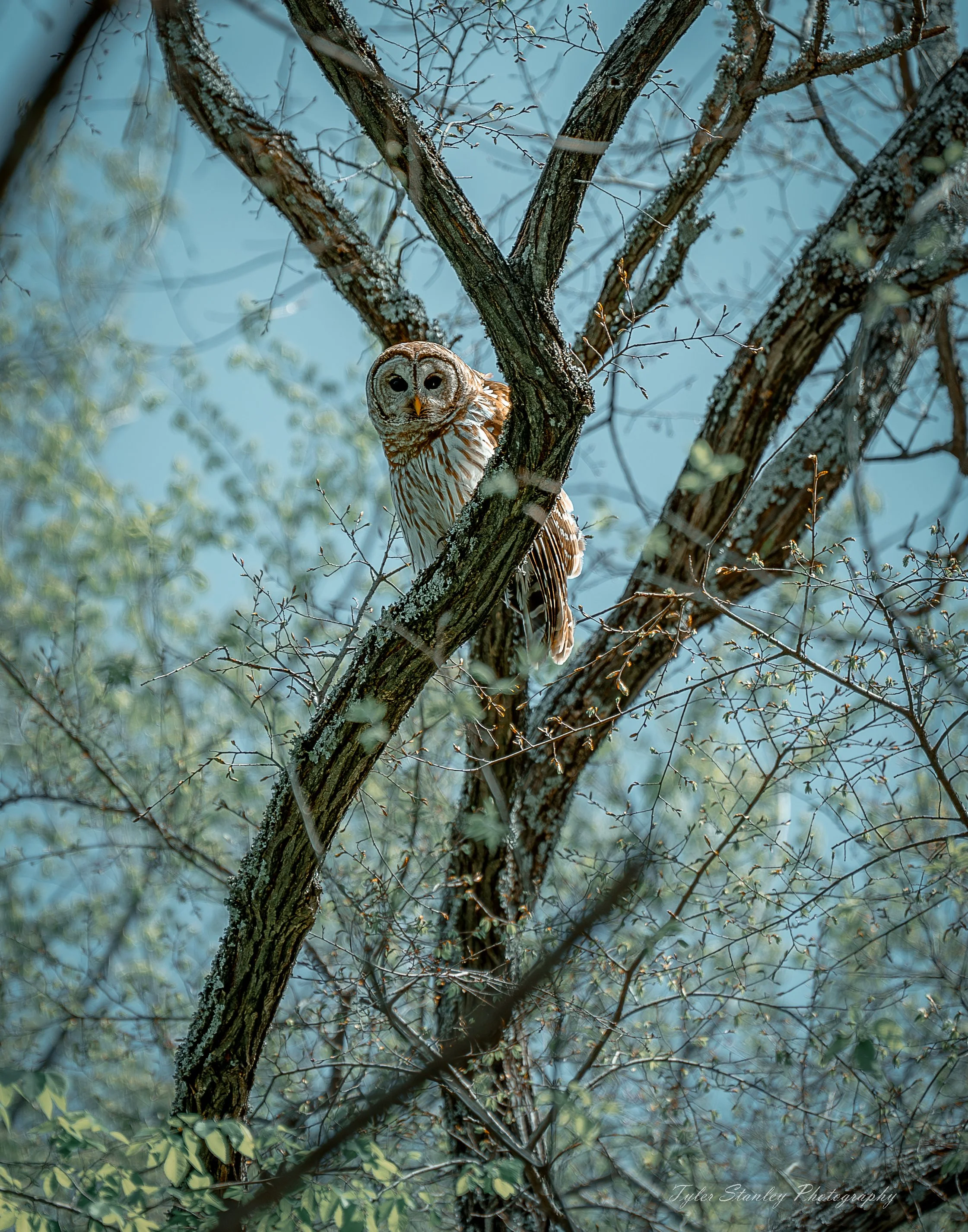Tree Owl North Texas.jpg